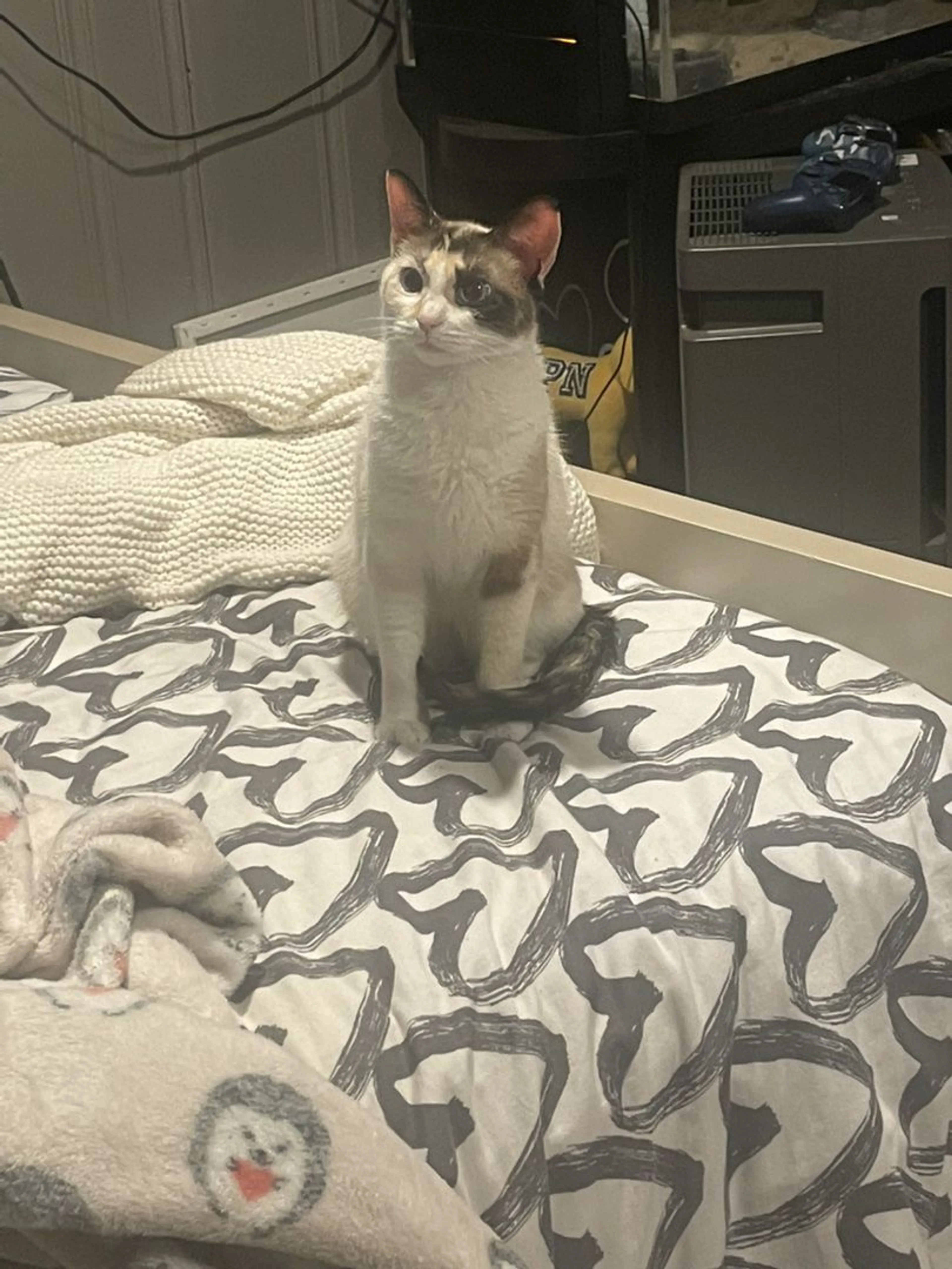 Lost pet-2