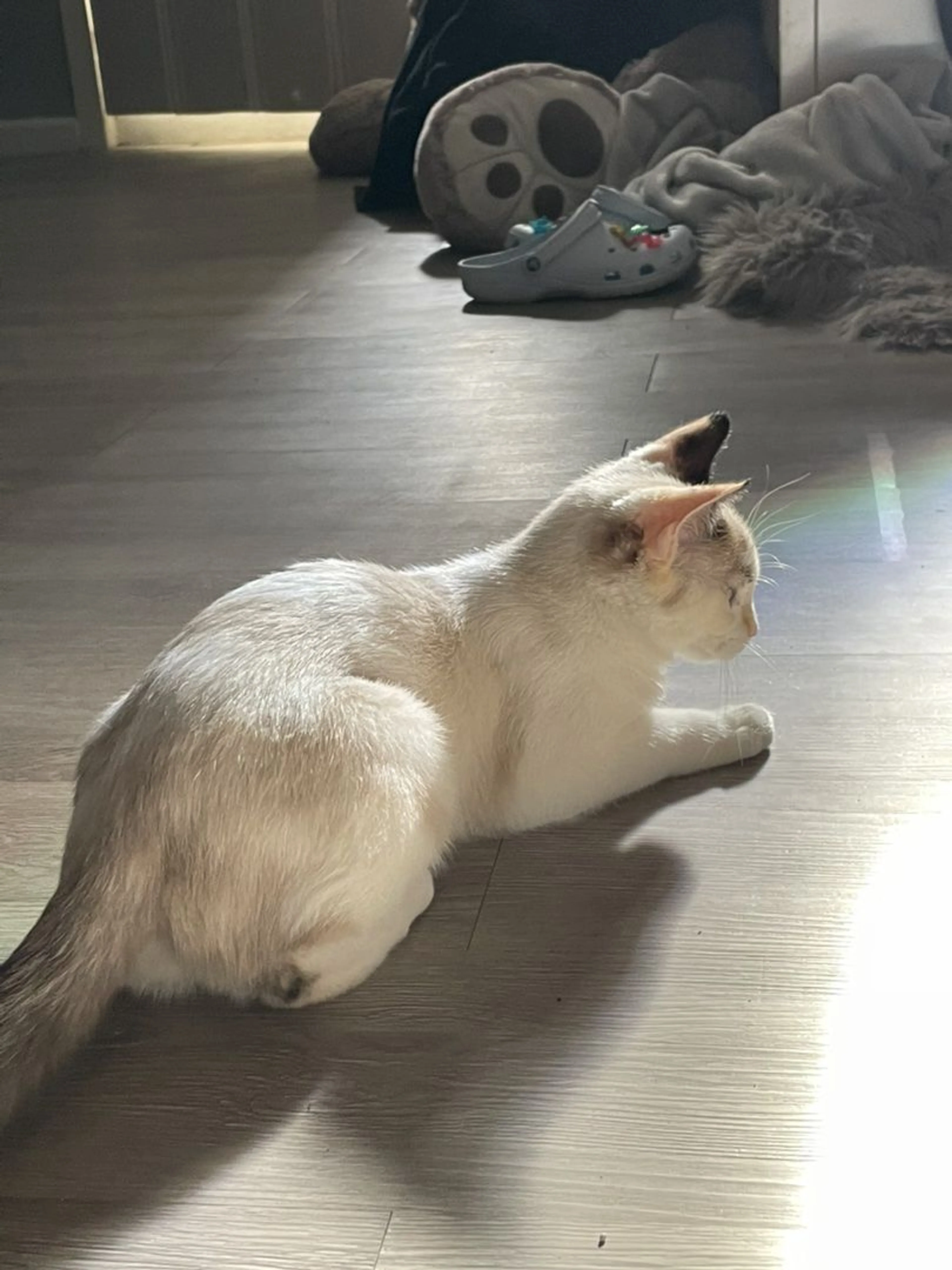 Lost pet-3