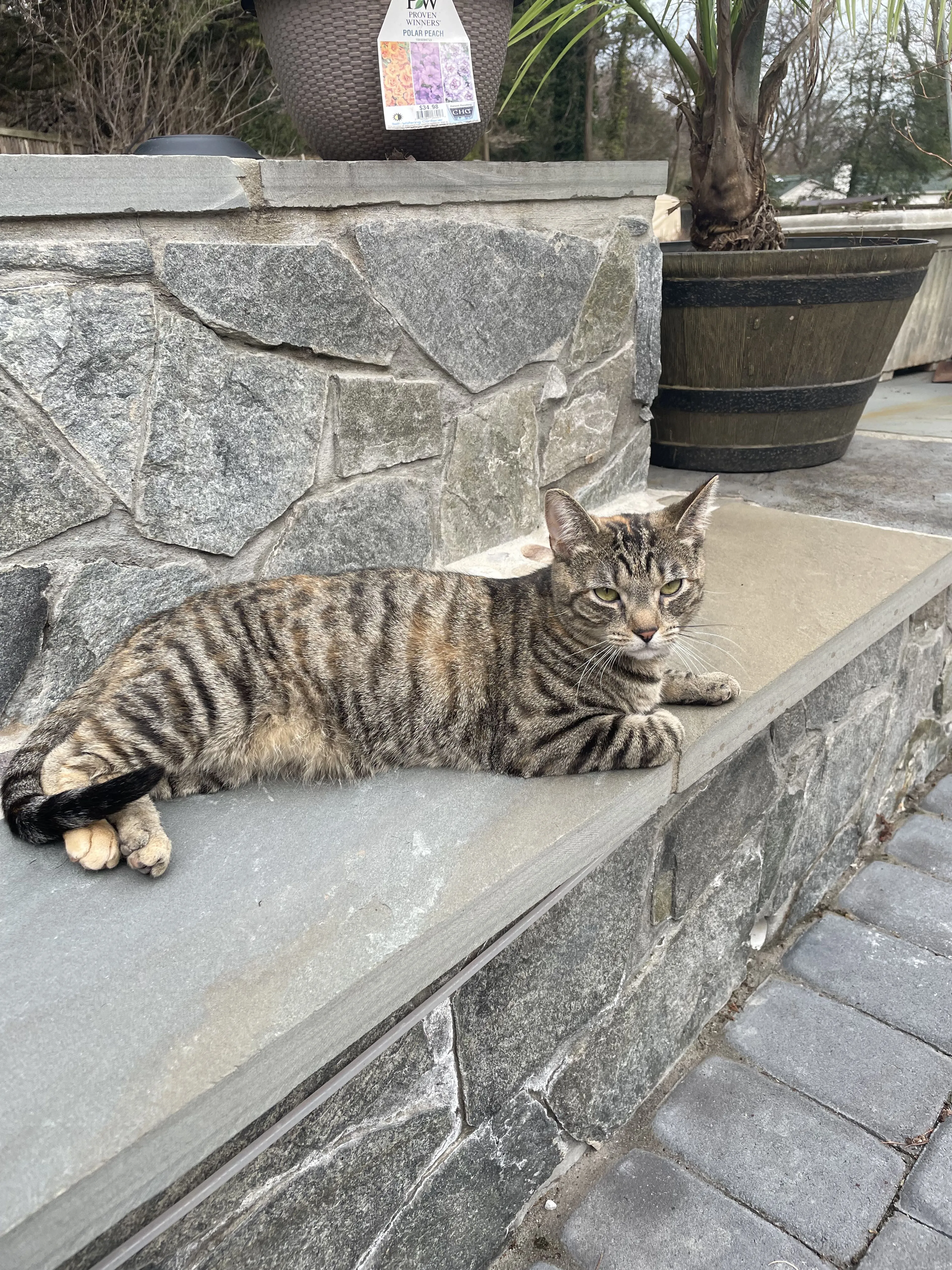 Lost pet-1