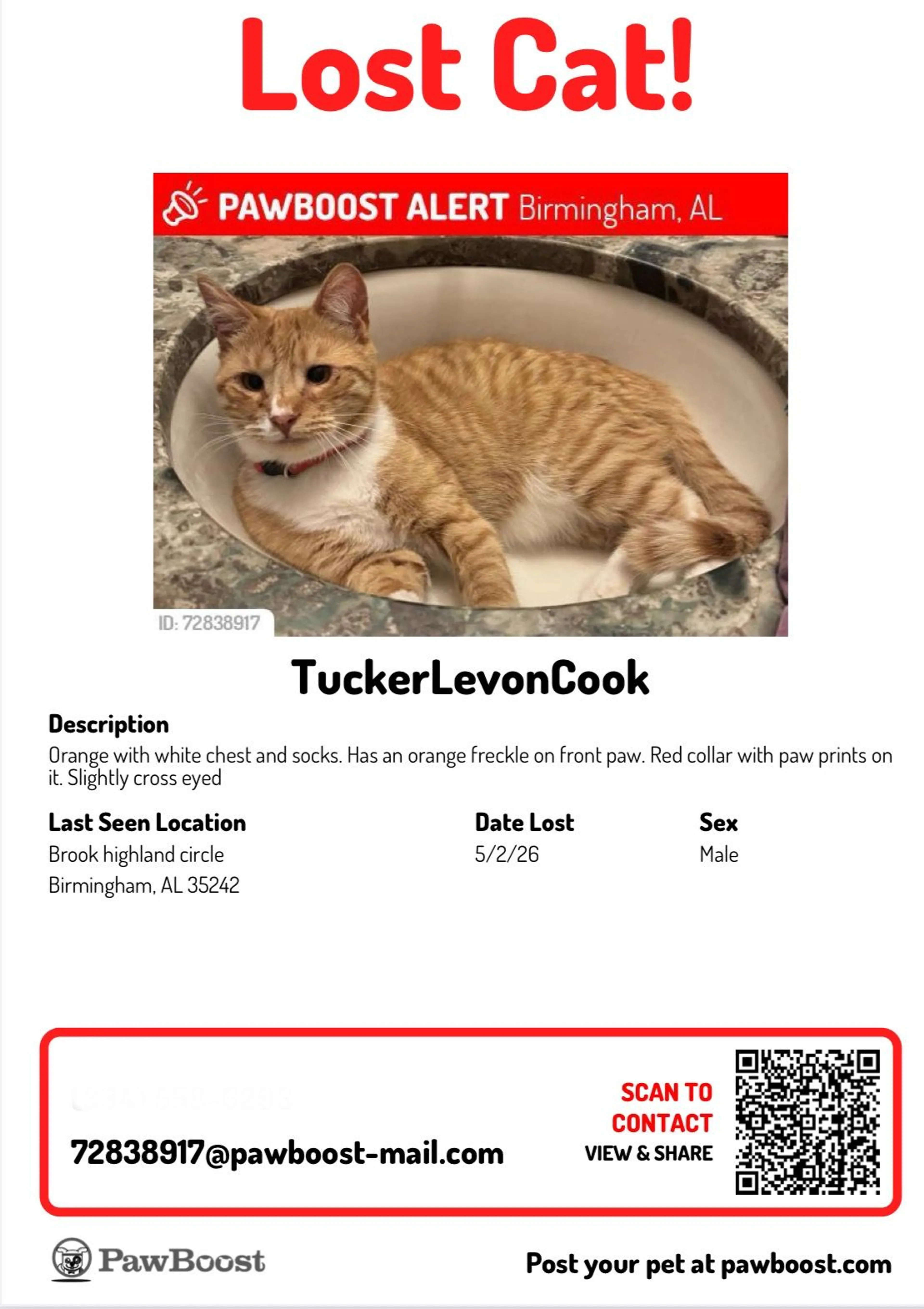 Lost pet-1