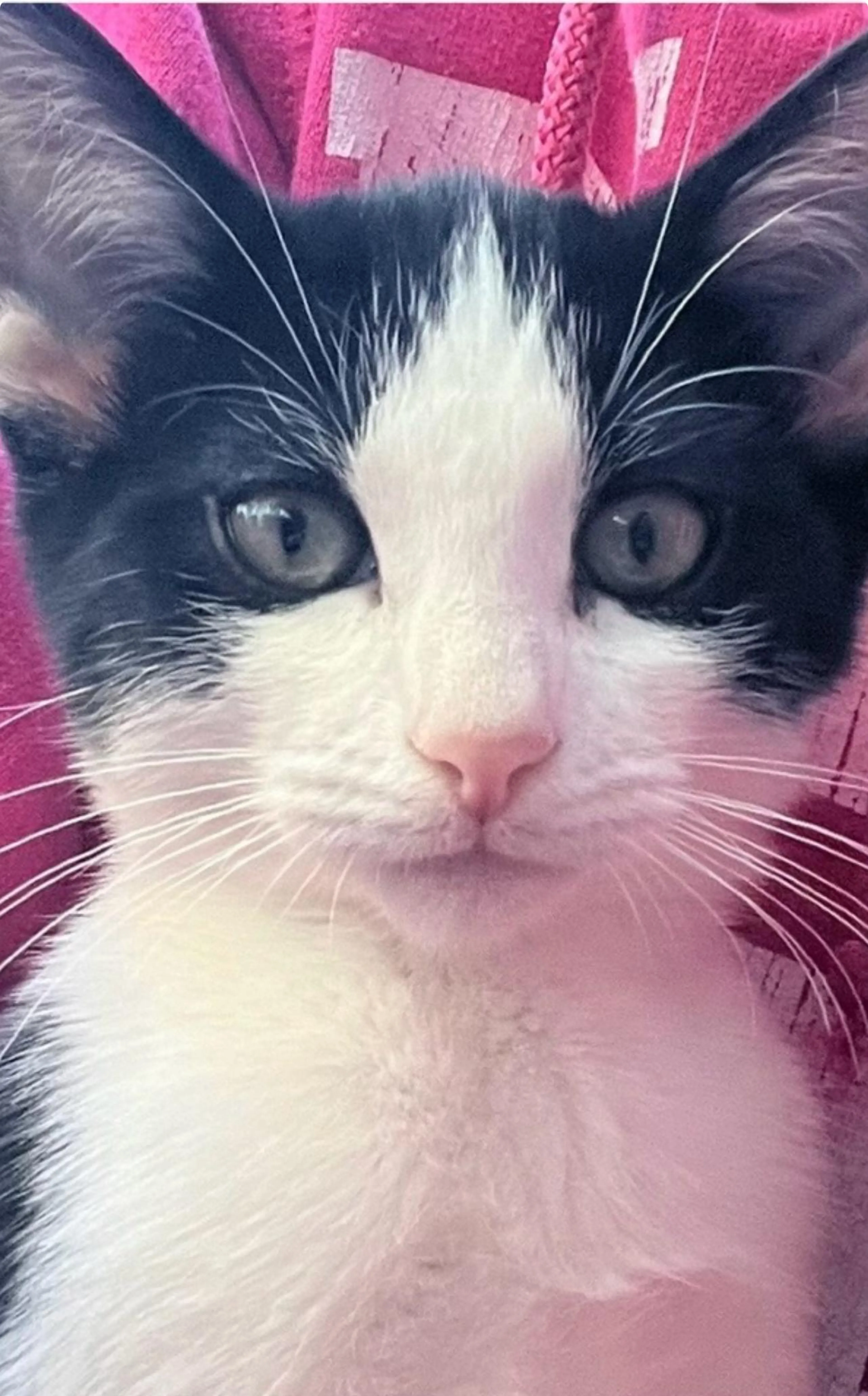 Found pet-2
