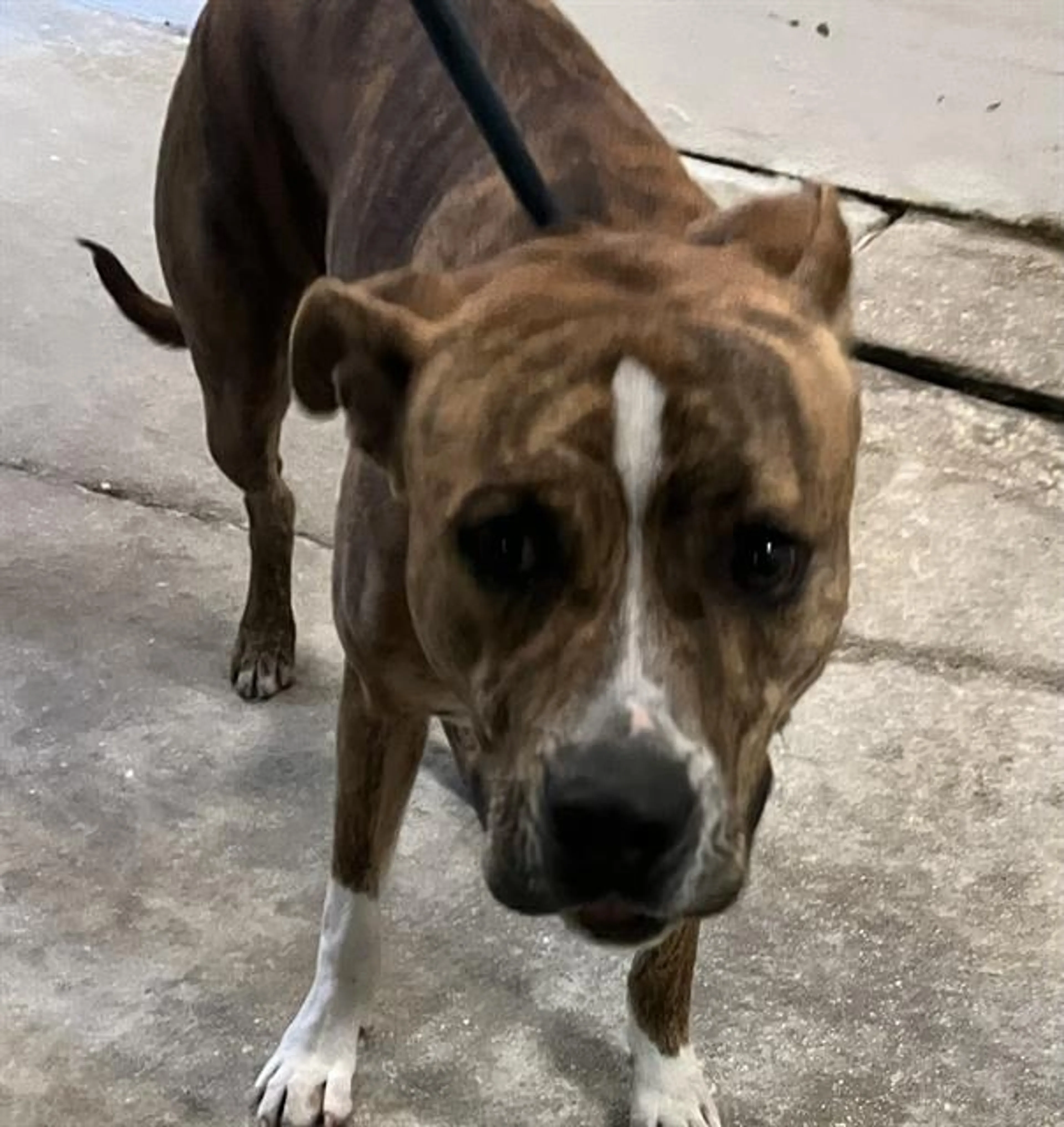 Found pet