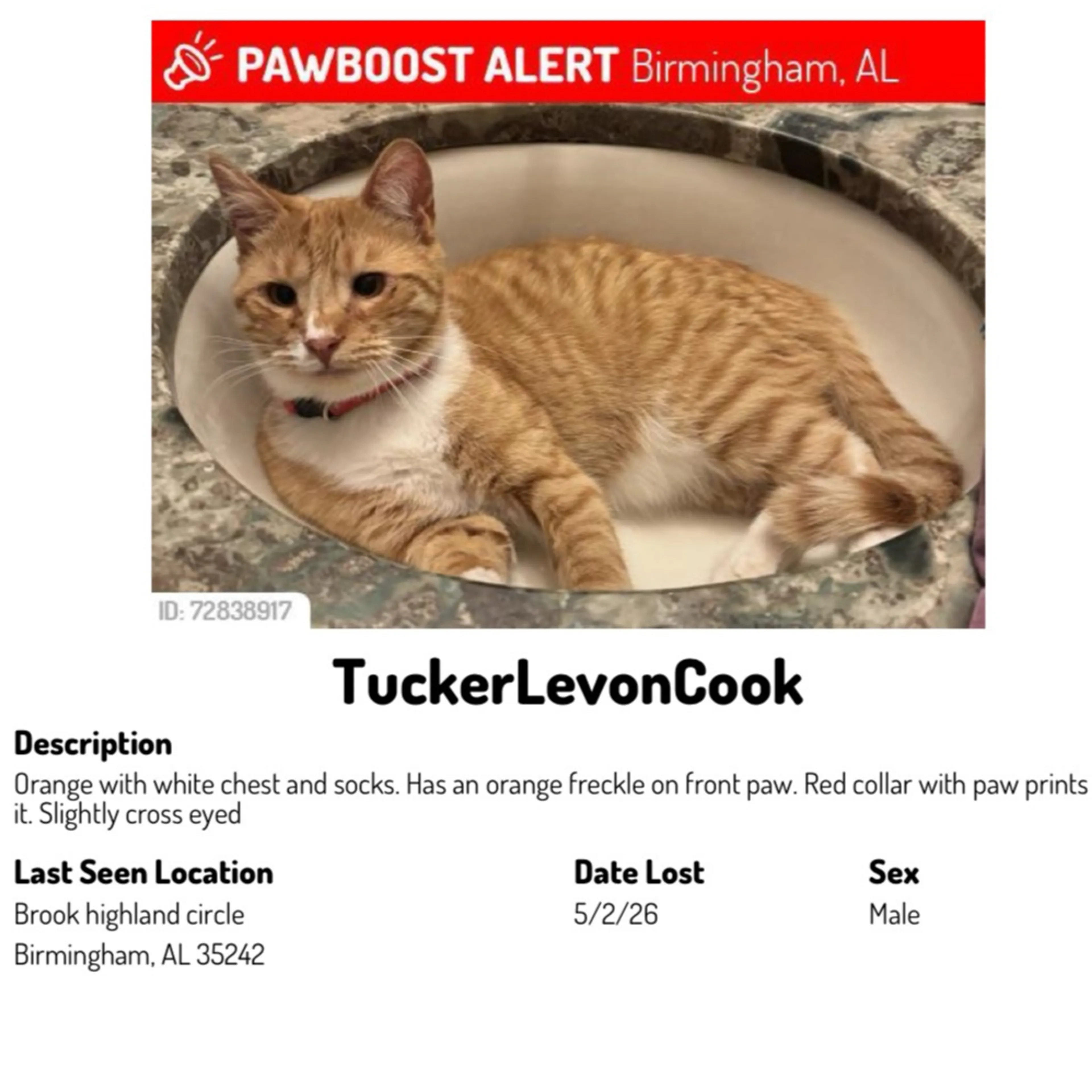 Lost pet-1