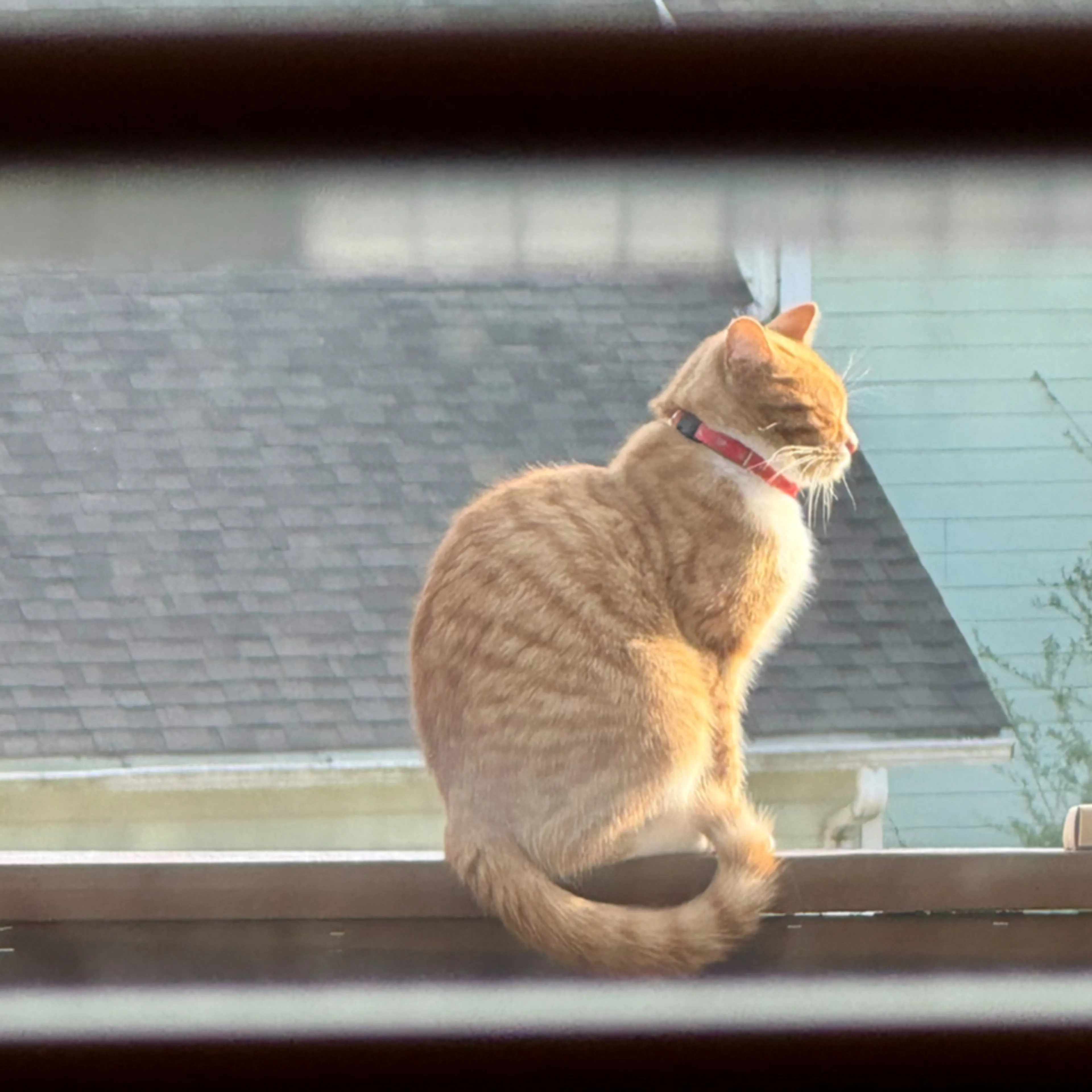 Lost pet-3