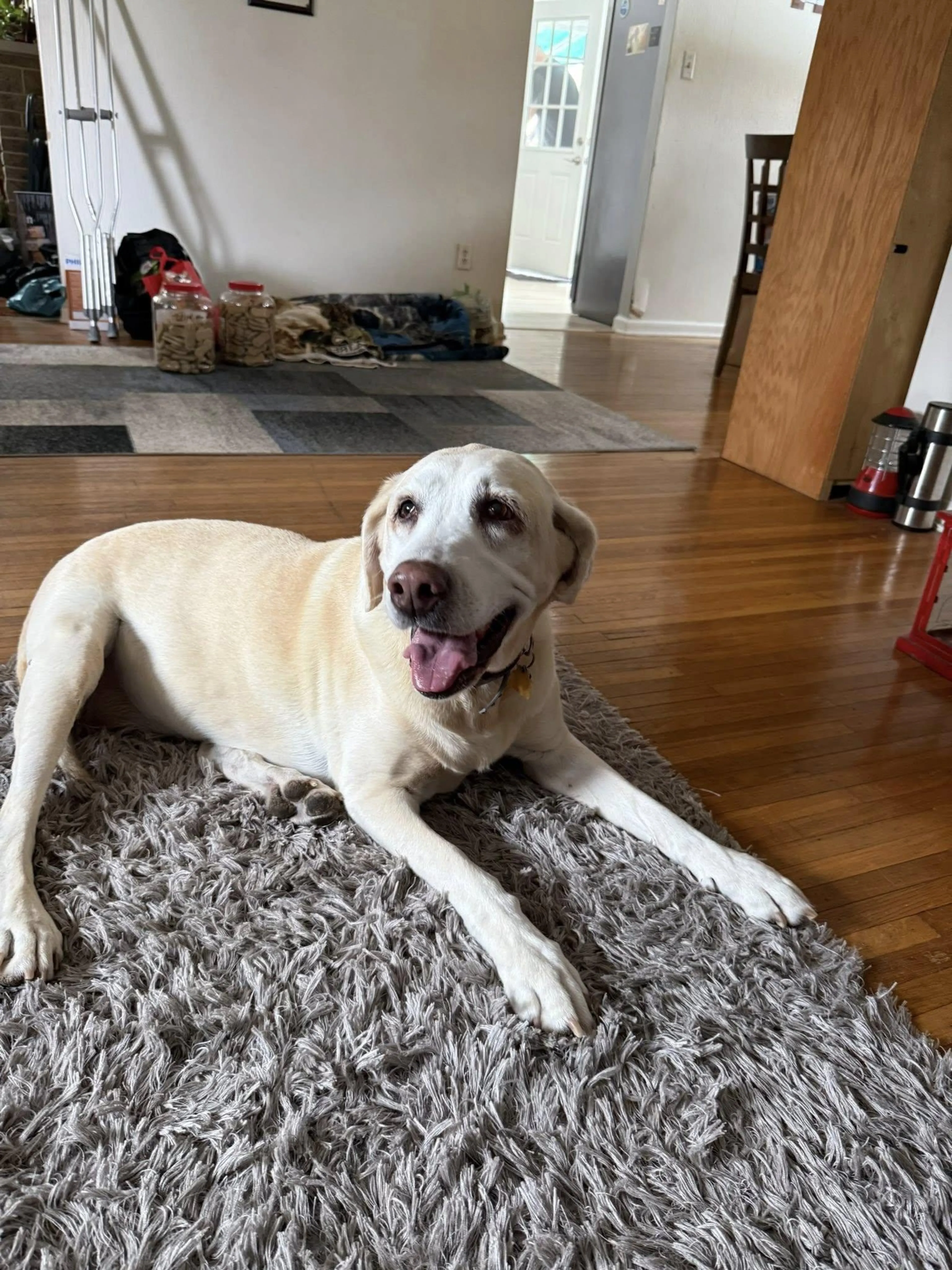 Found pet-0