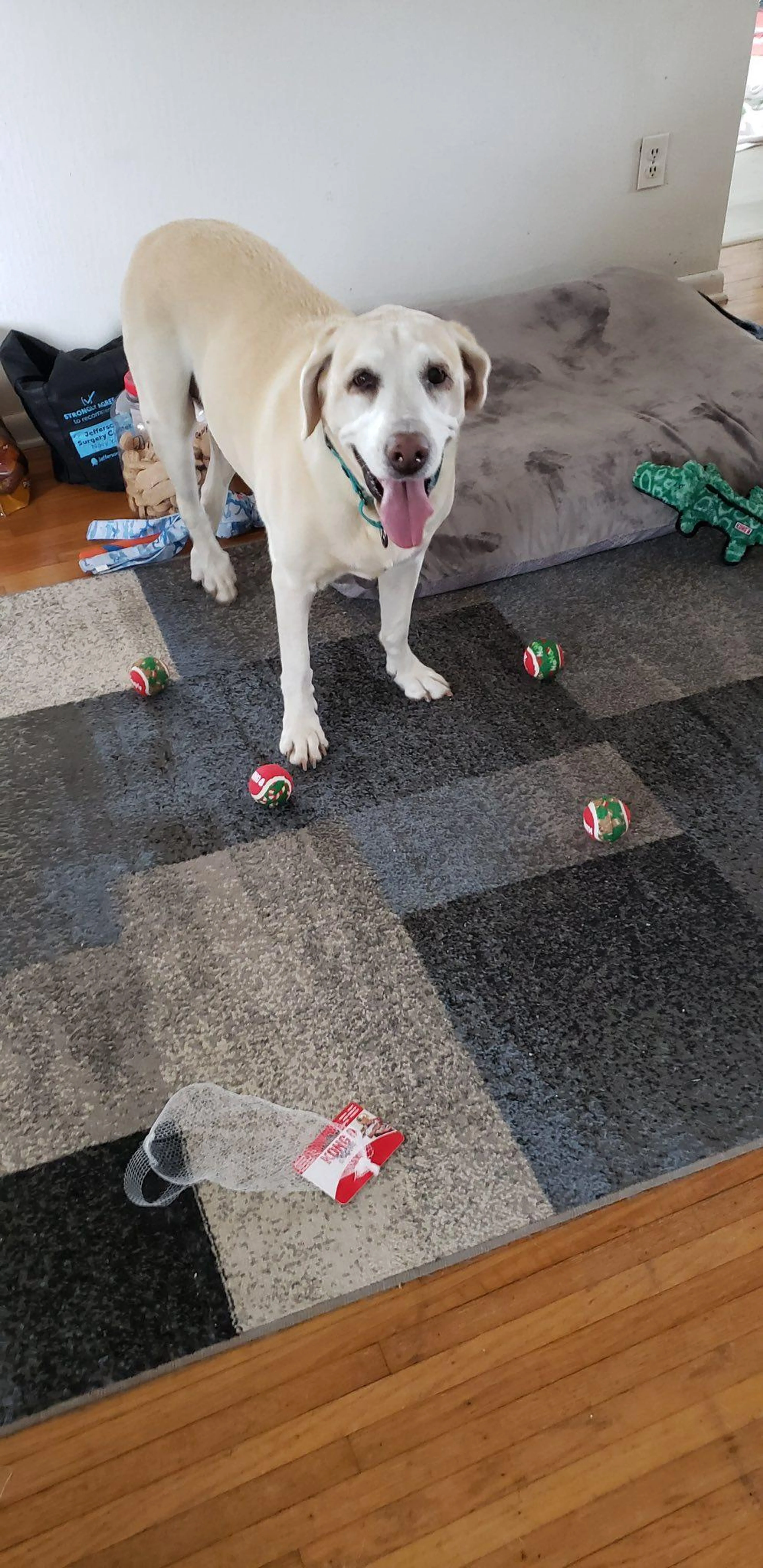 Found pet-5