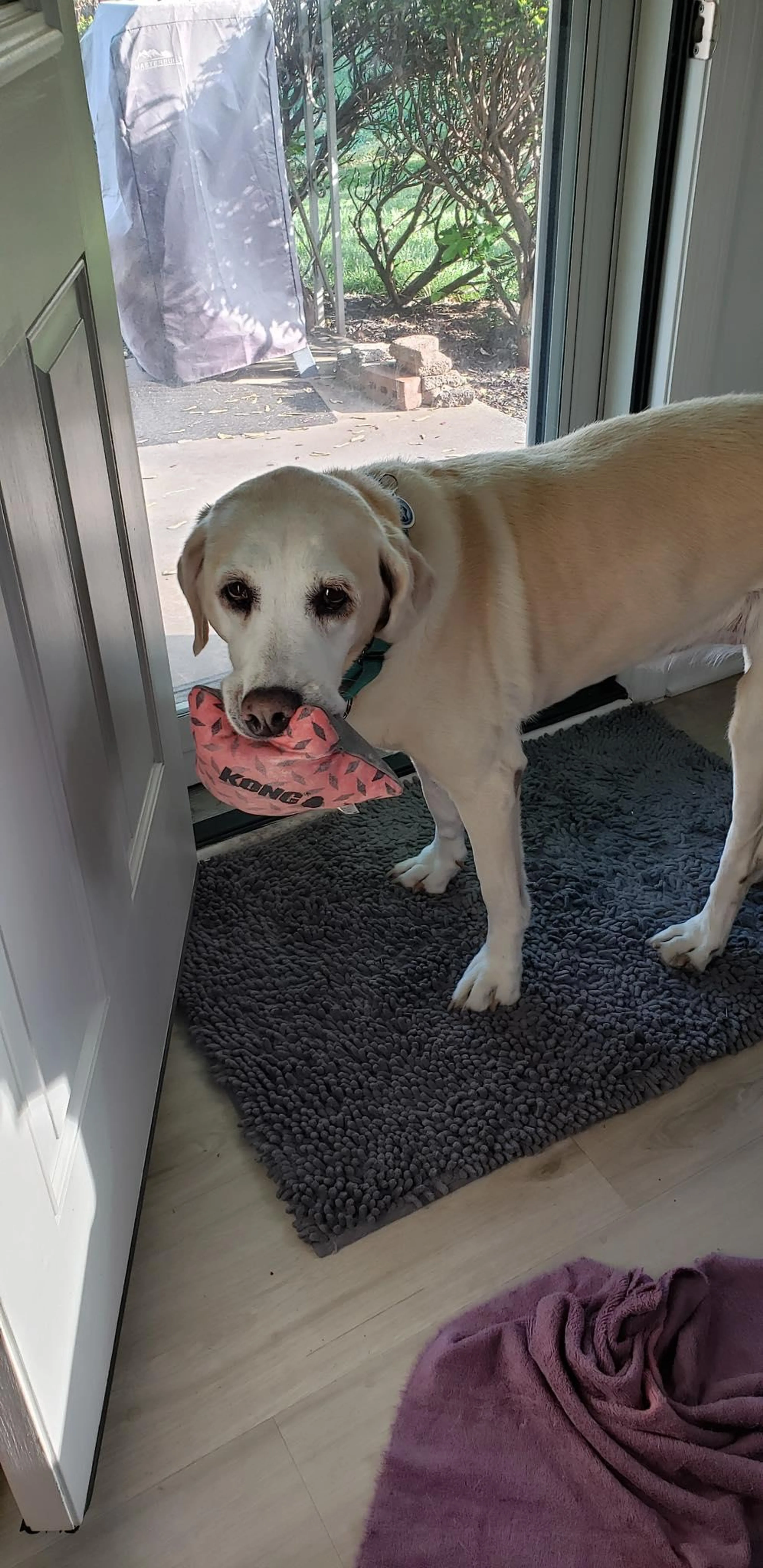 Found pet-3