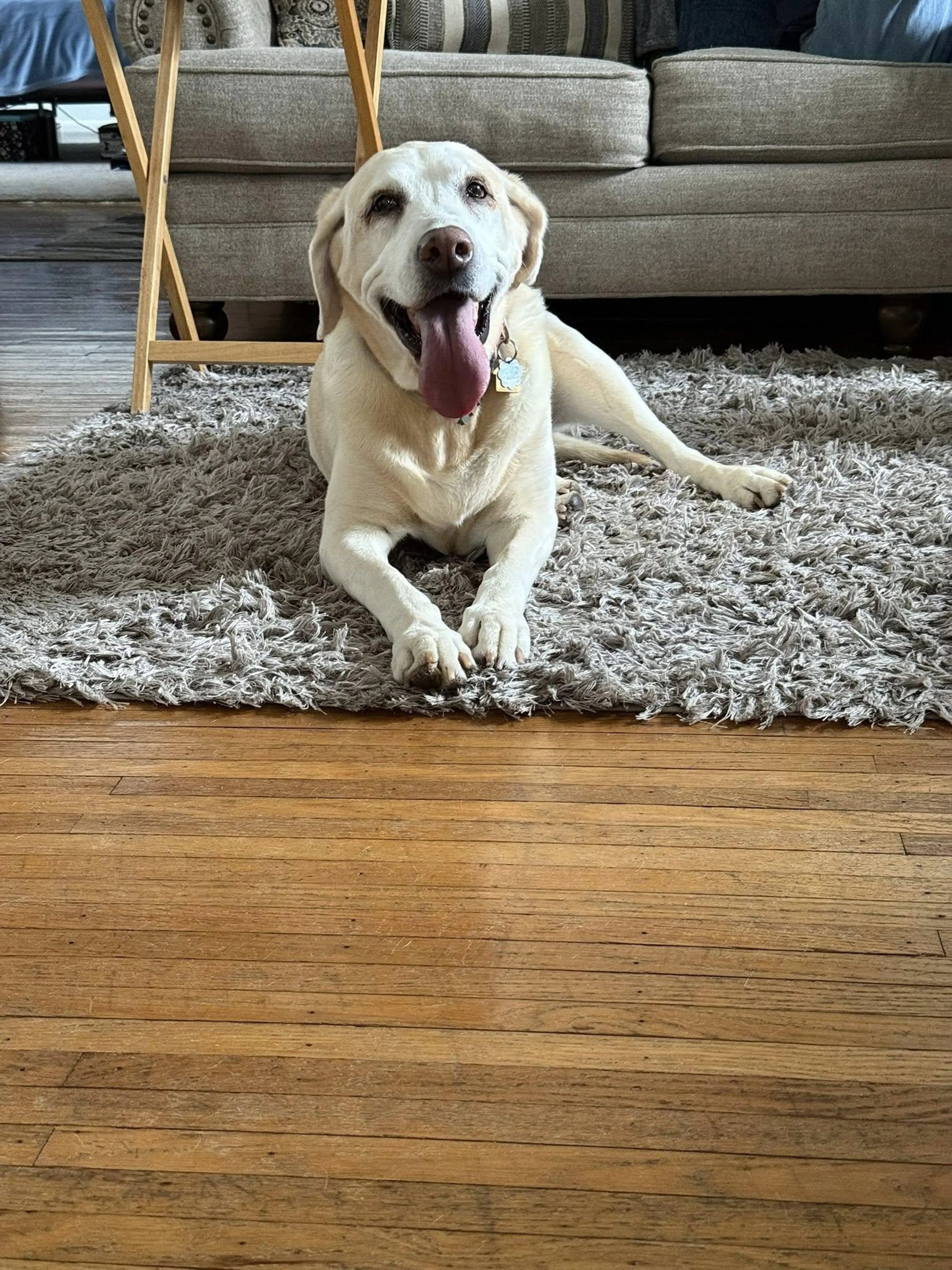 Found pet-4