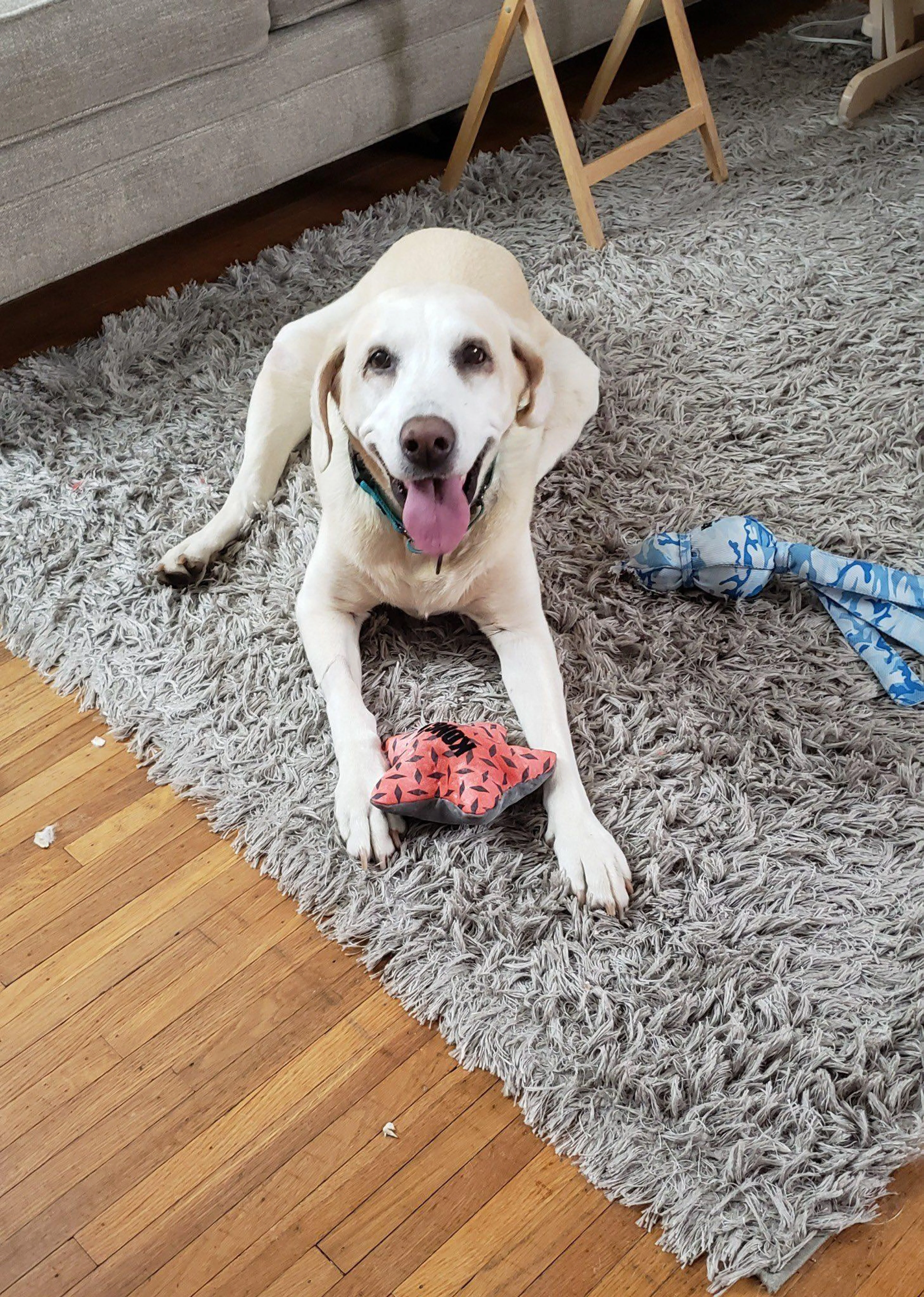 Found pet-1