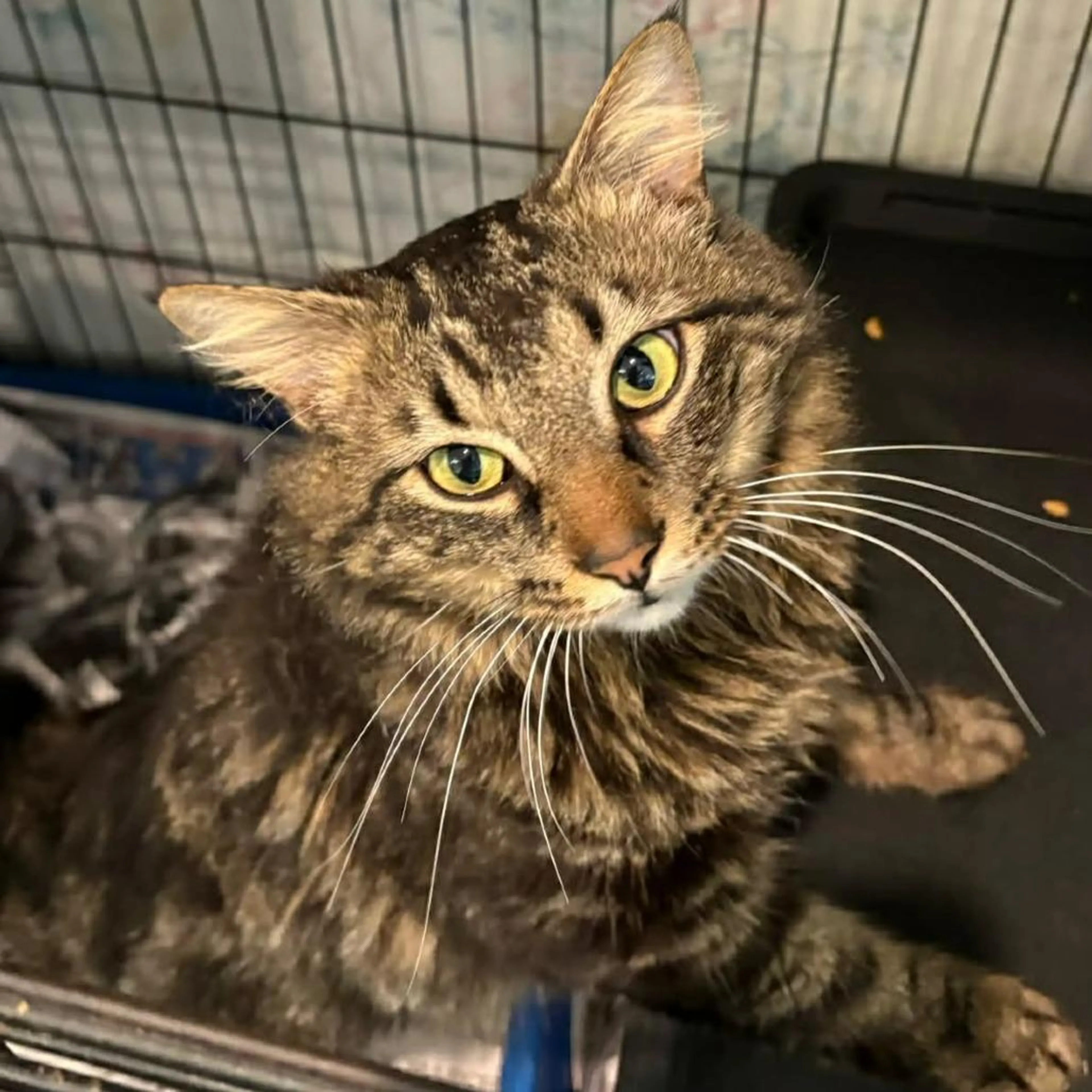 Found pet