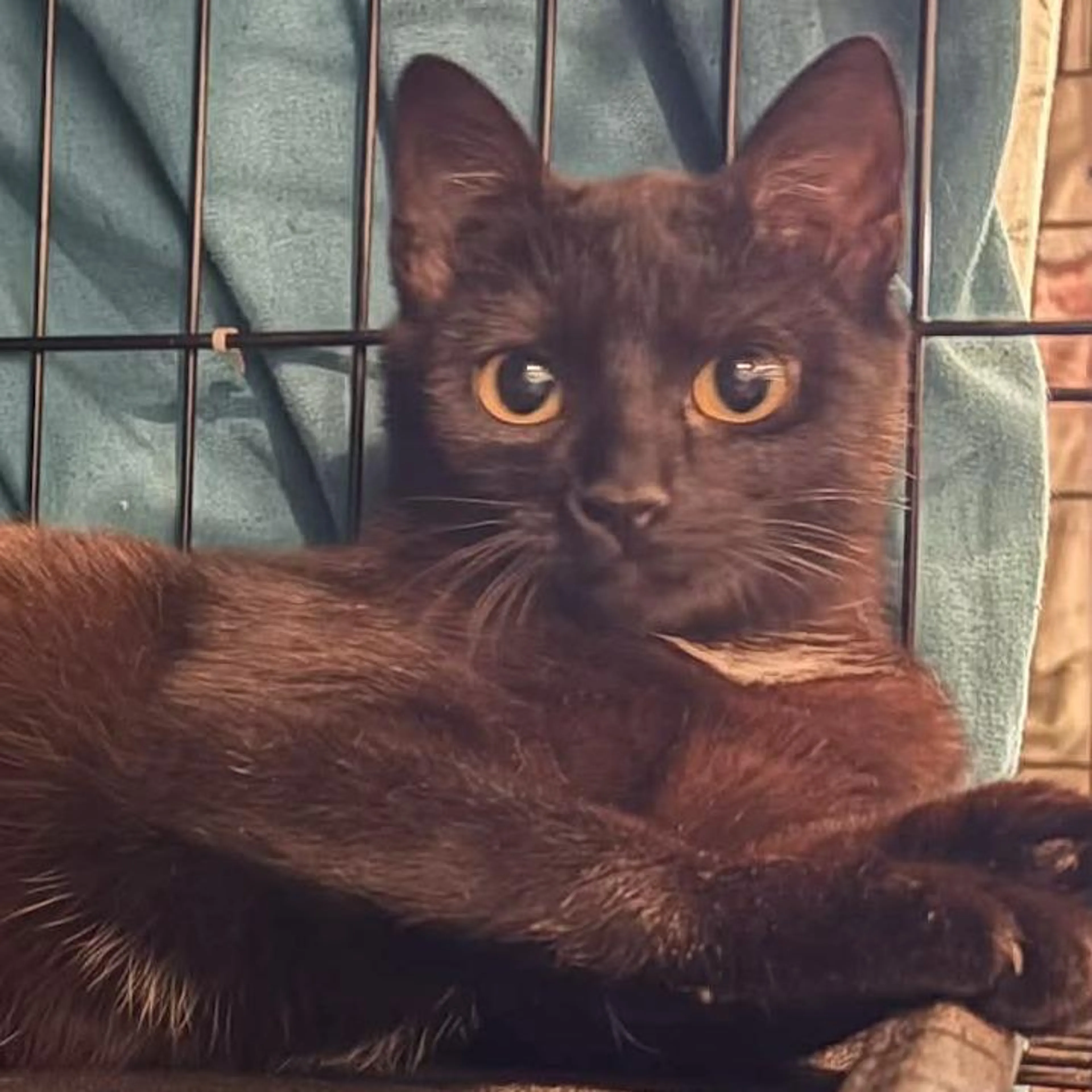 Found pet