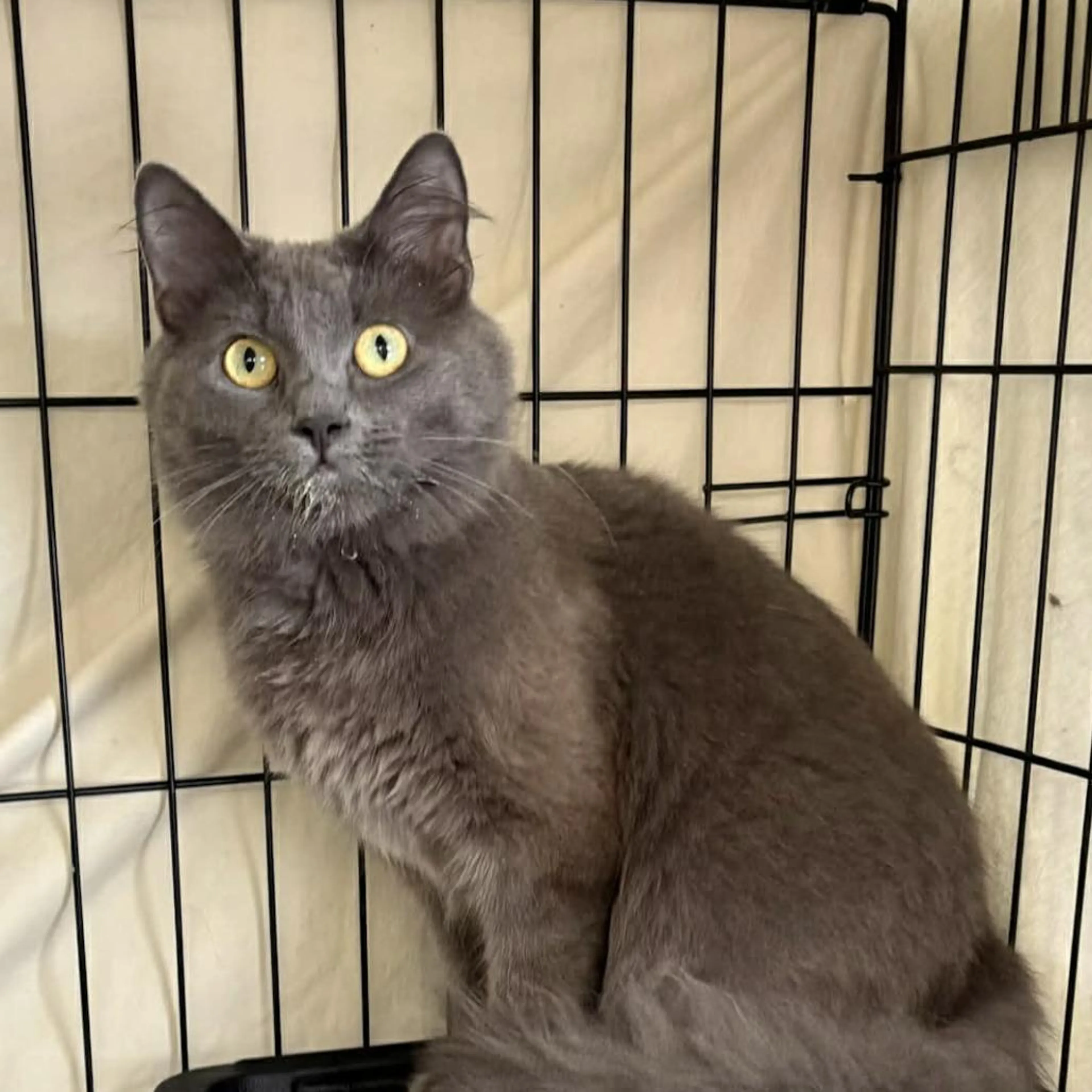 Found pet