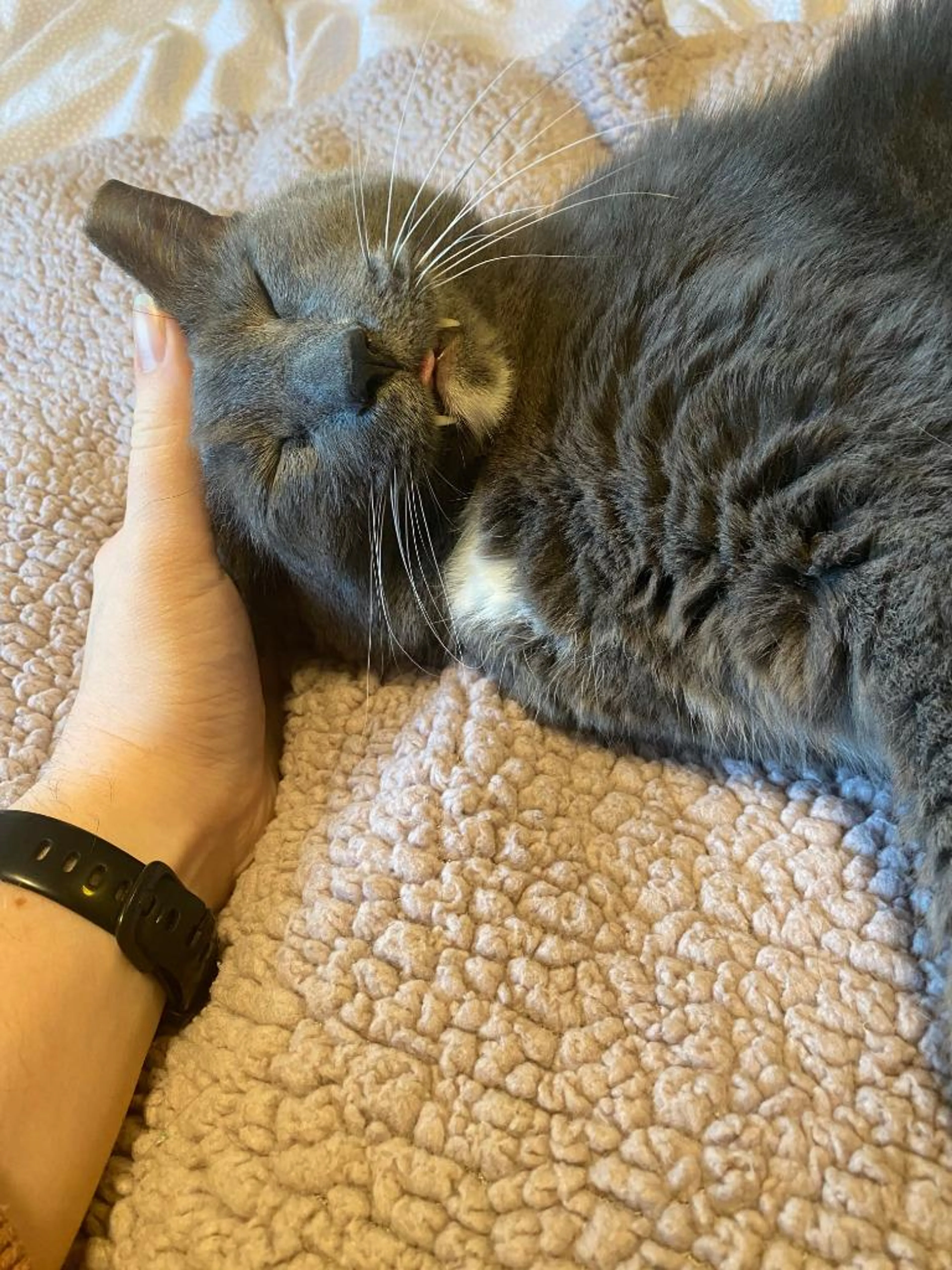 Found pet-2