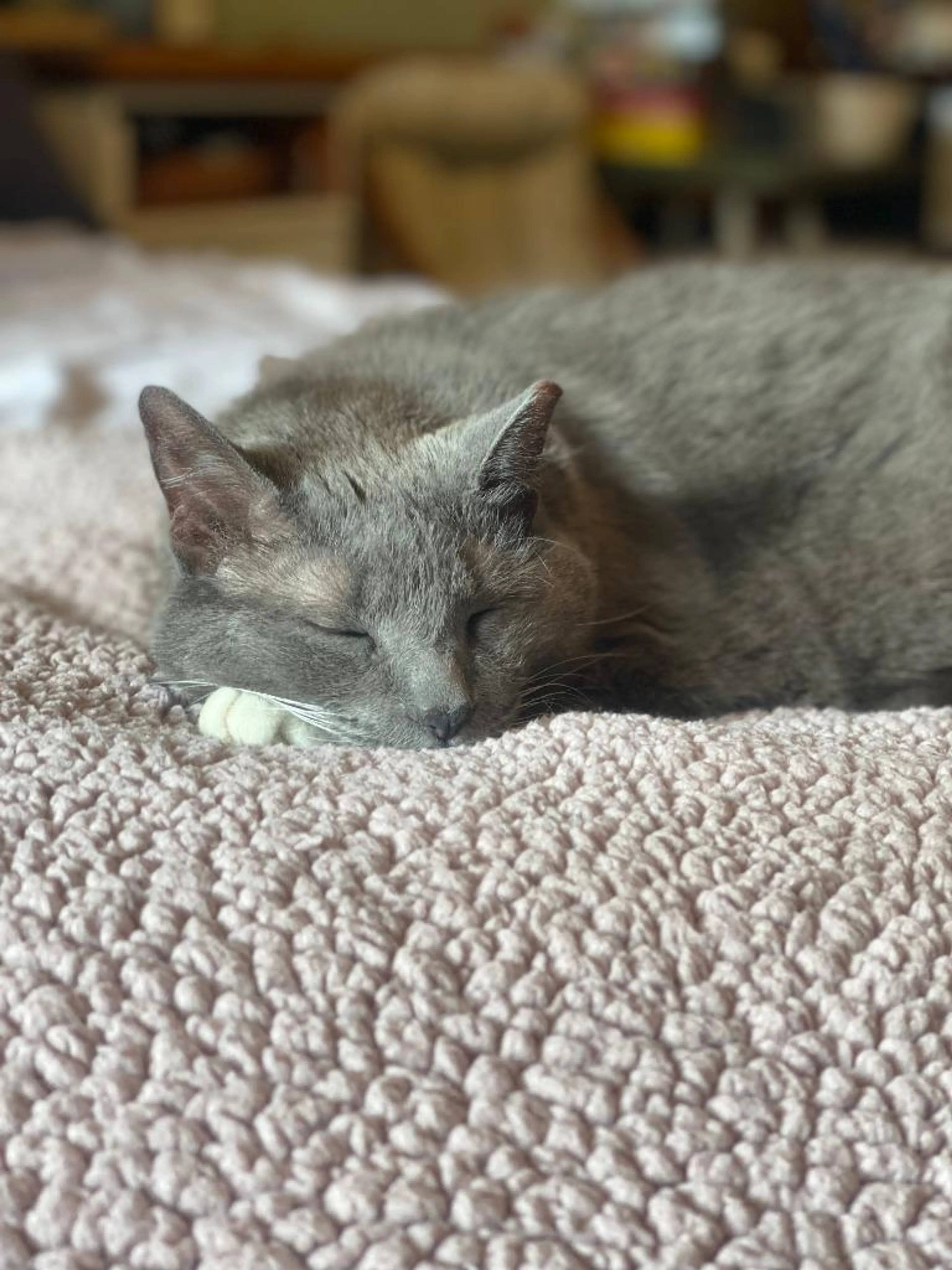 Found pet-0