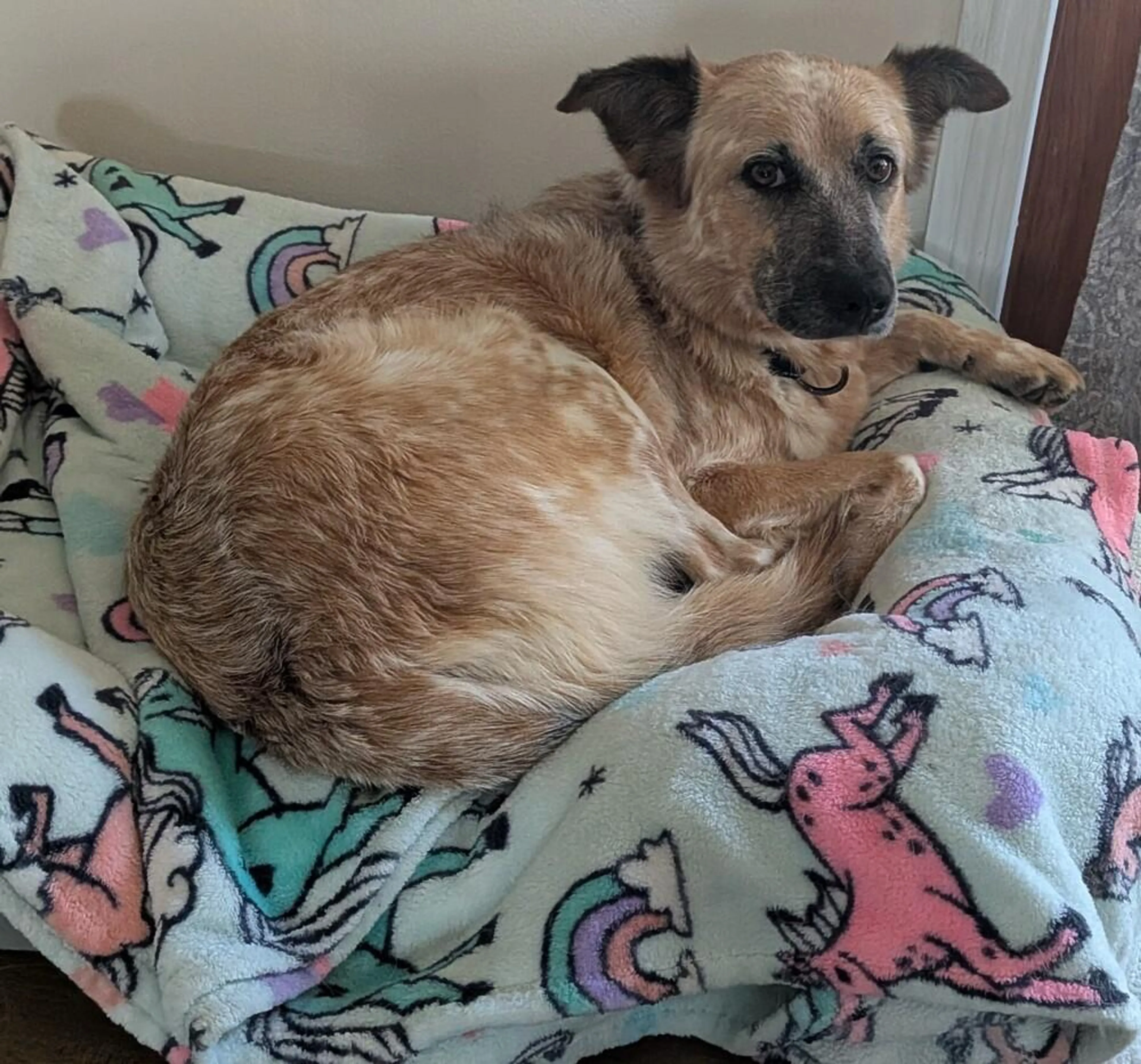Found pet-4