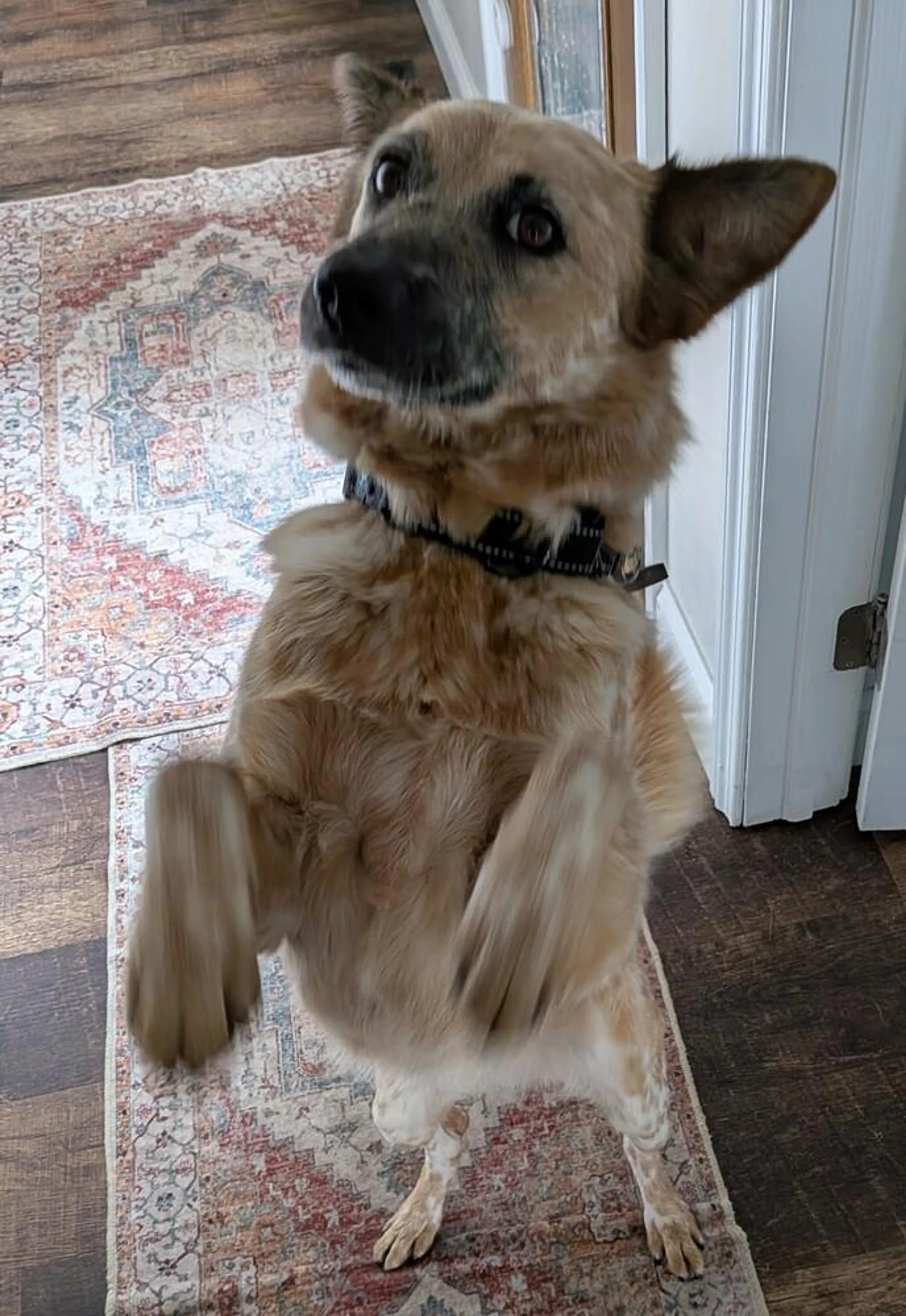 Found pet-5