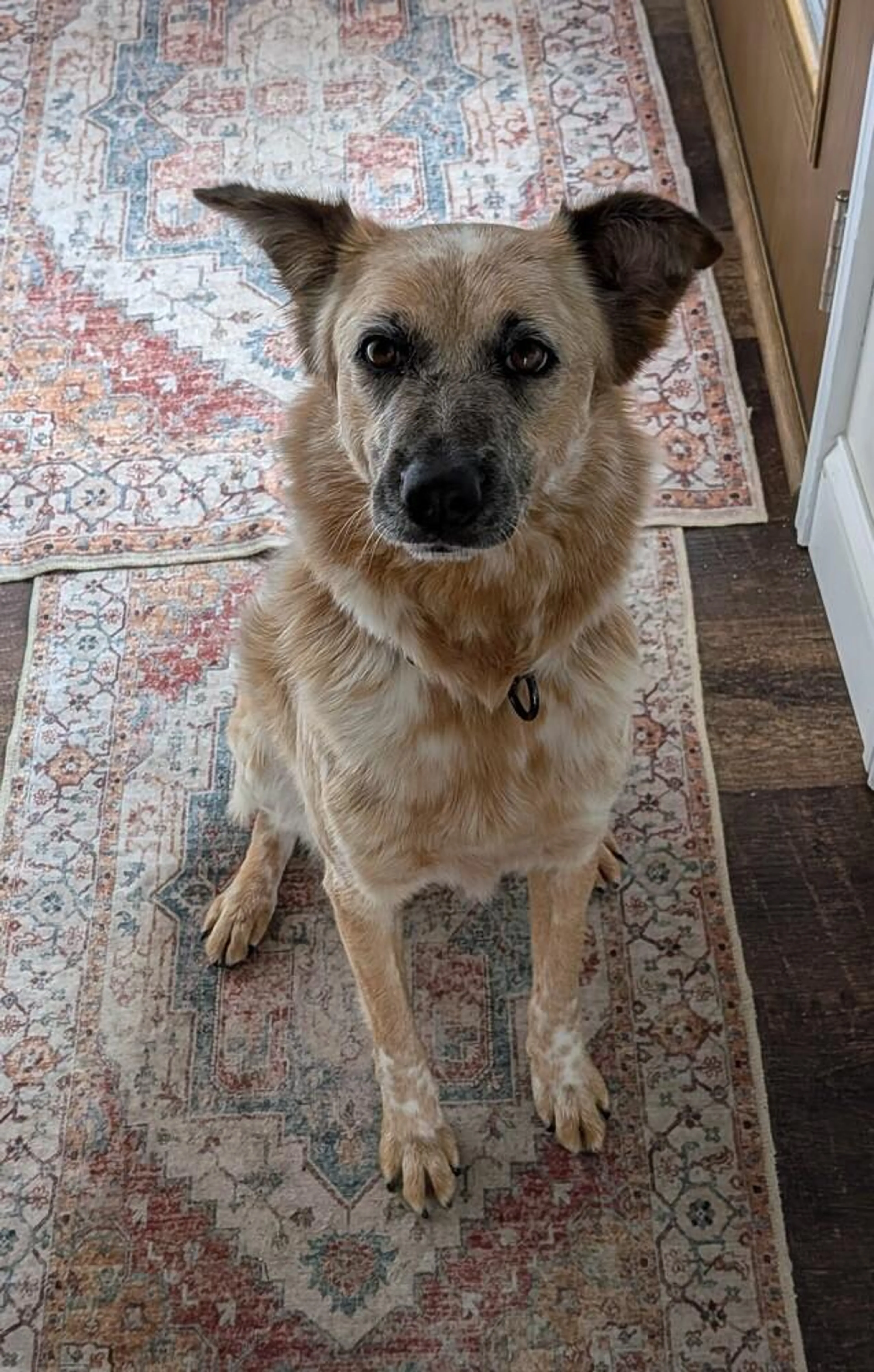 Found pet-1