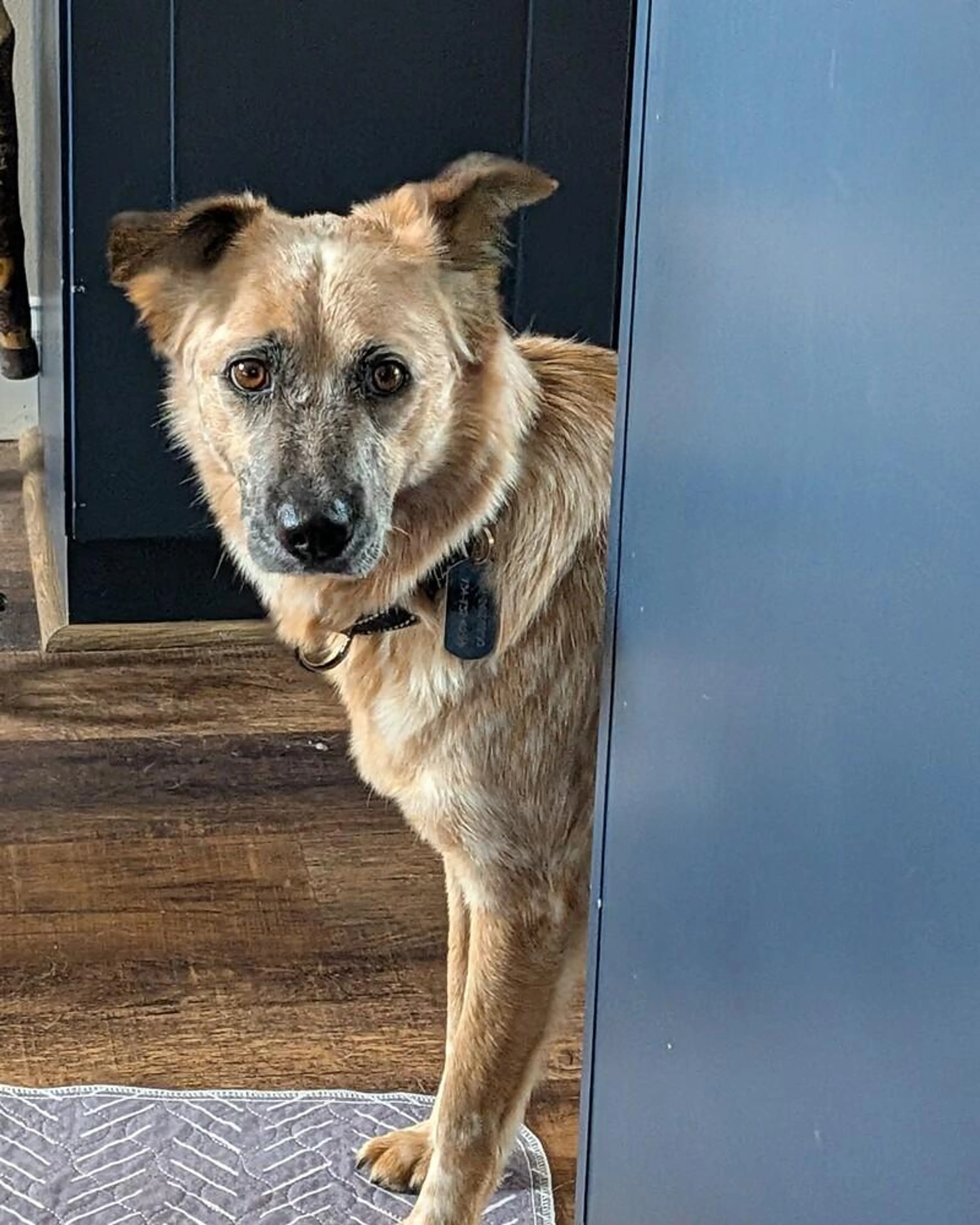 Found pet-2