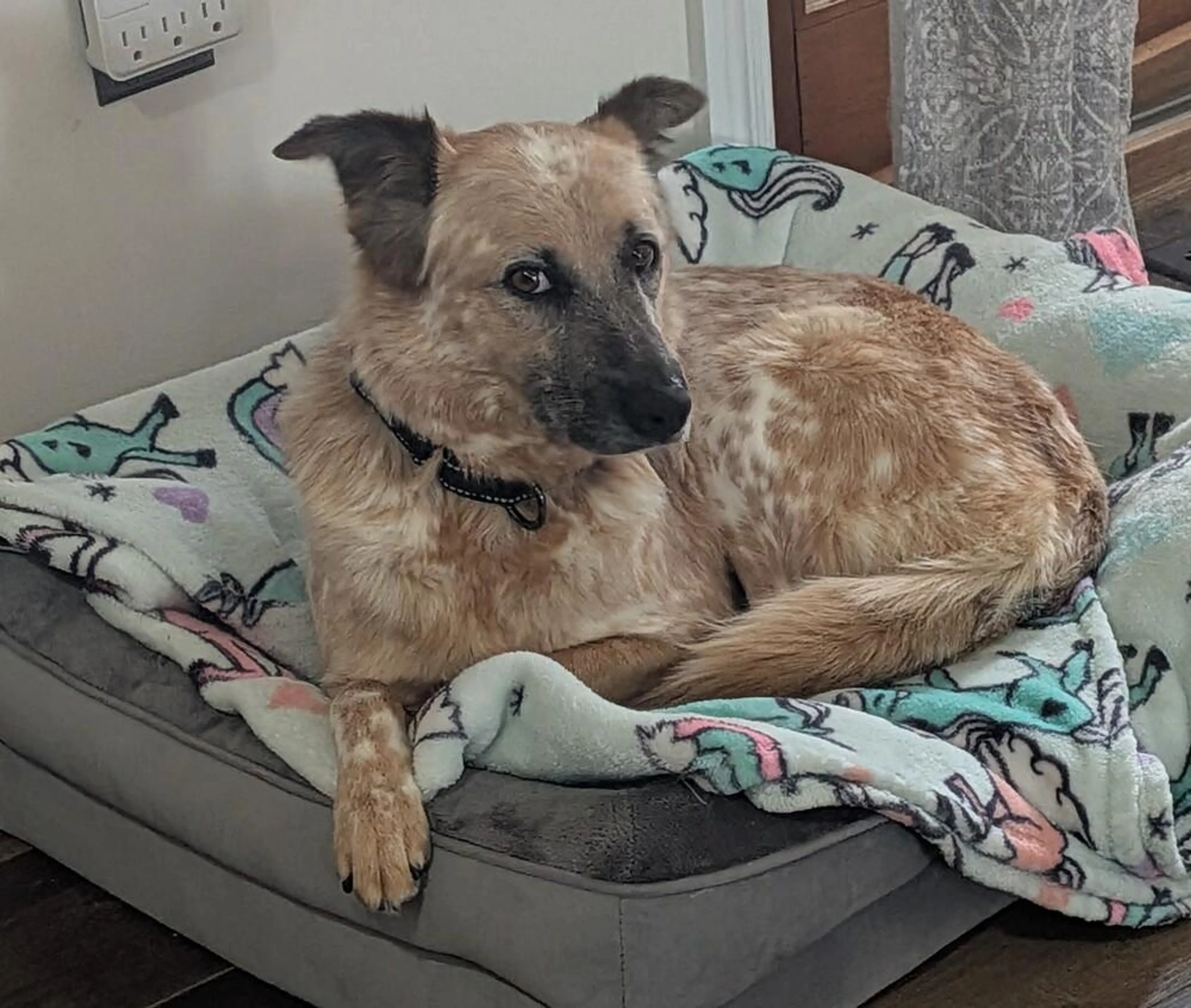 Found pet-0