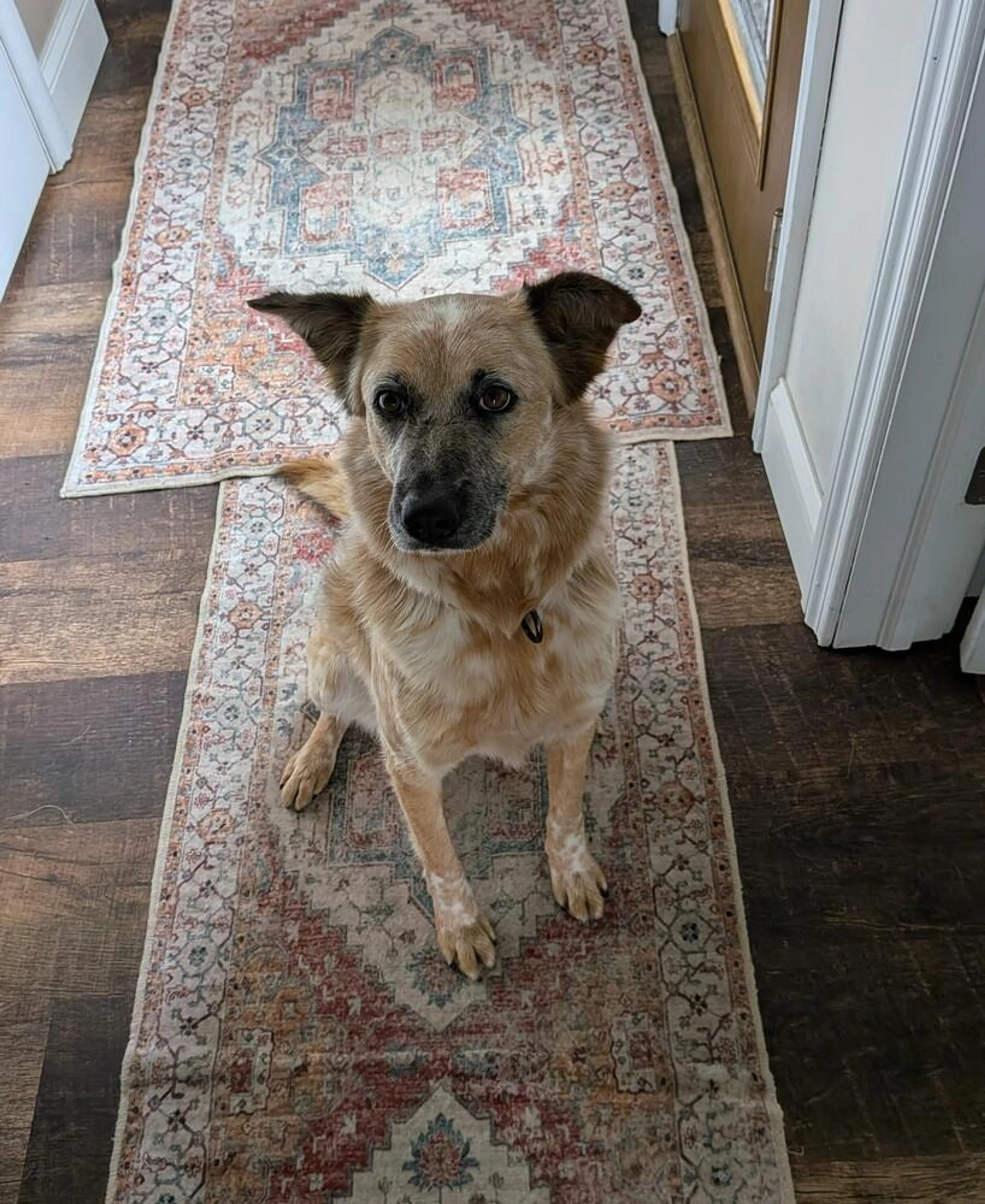 Found pet-3