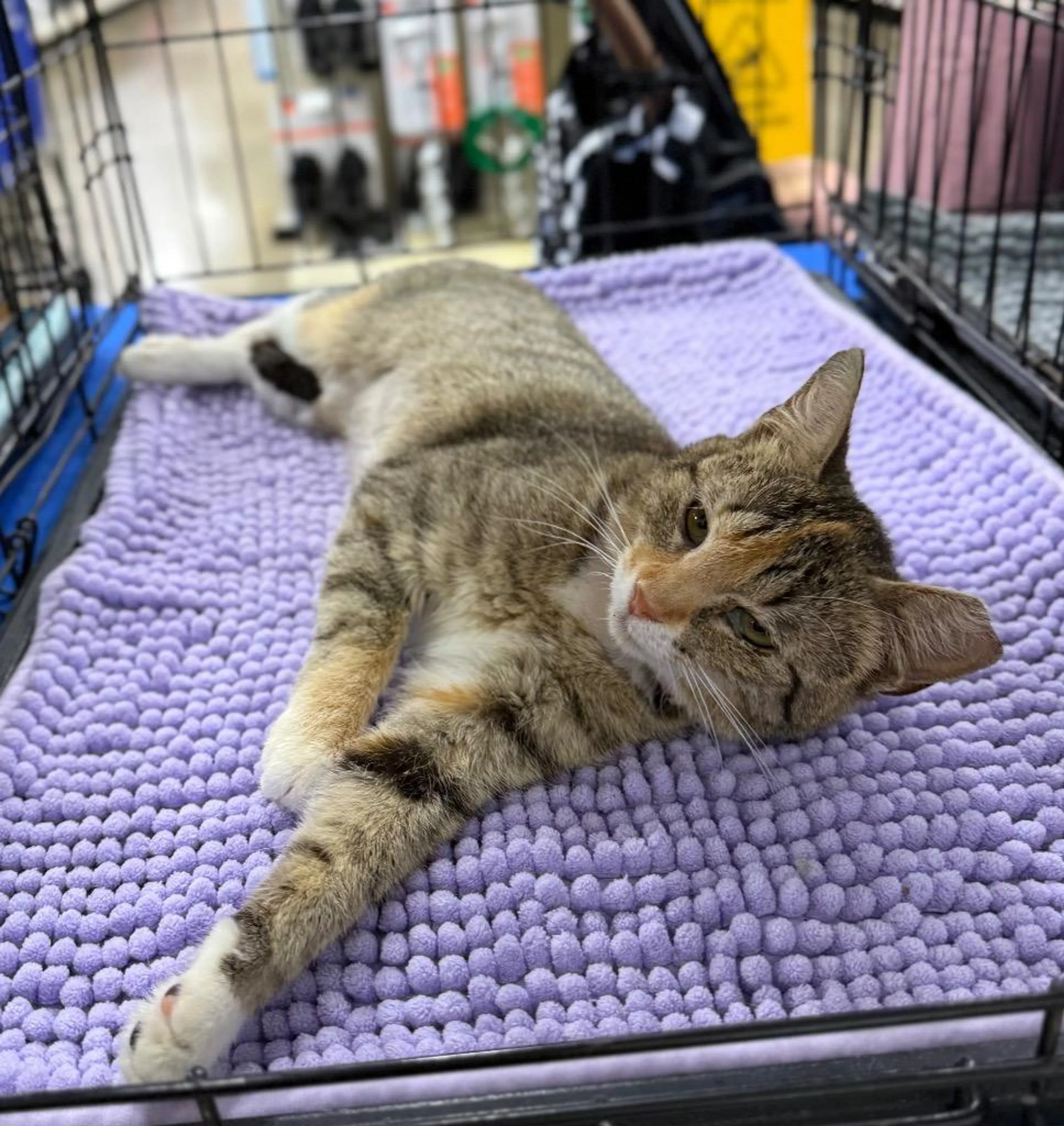 Found pet