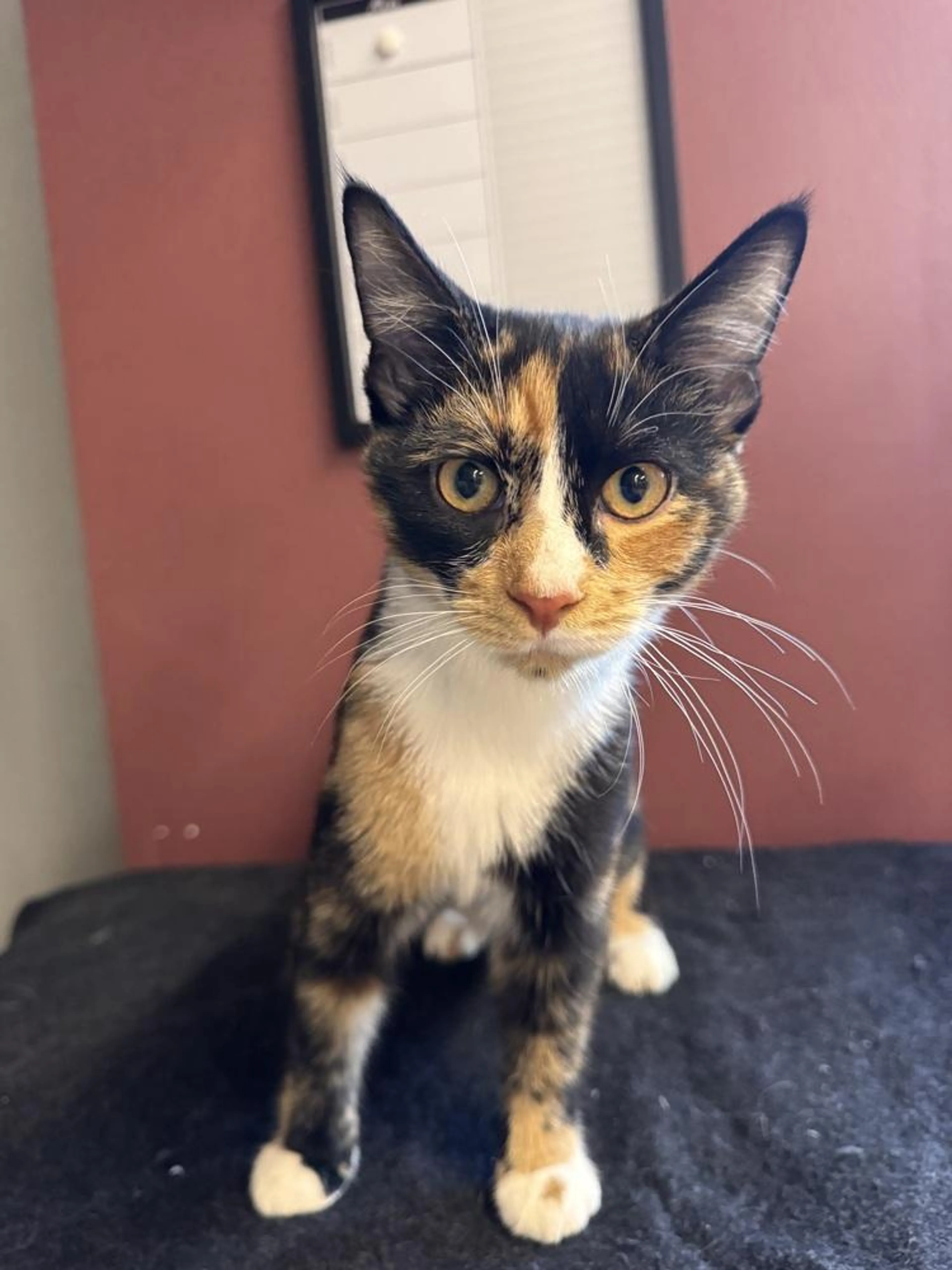 Found pet-1
