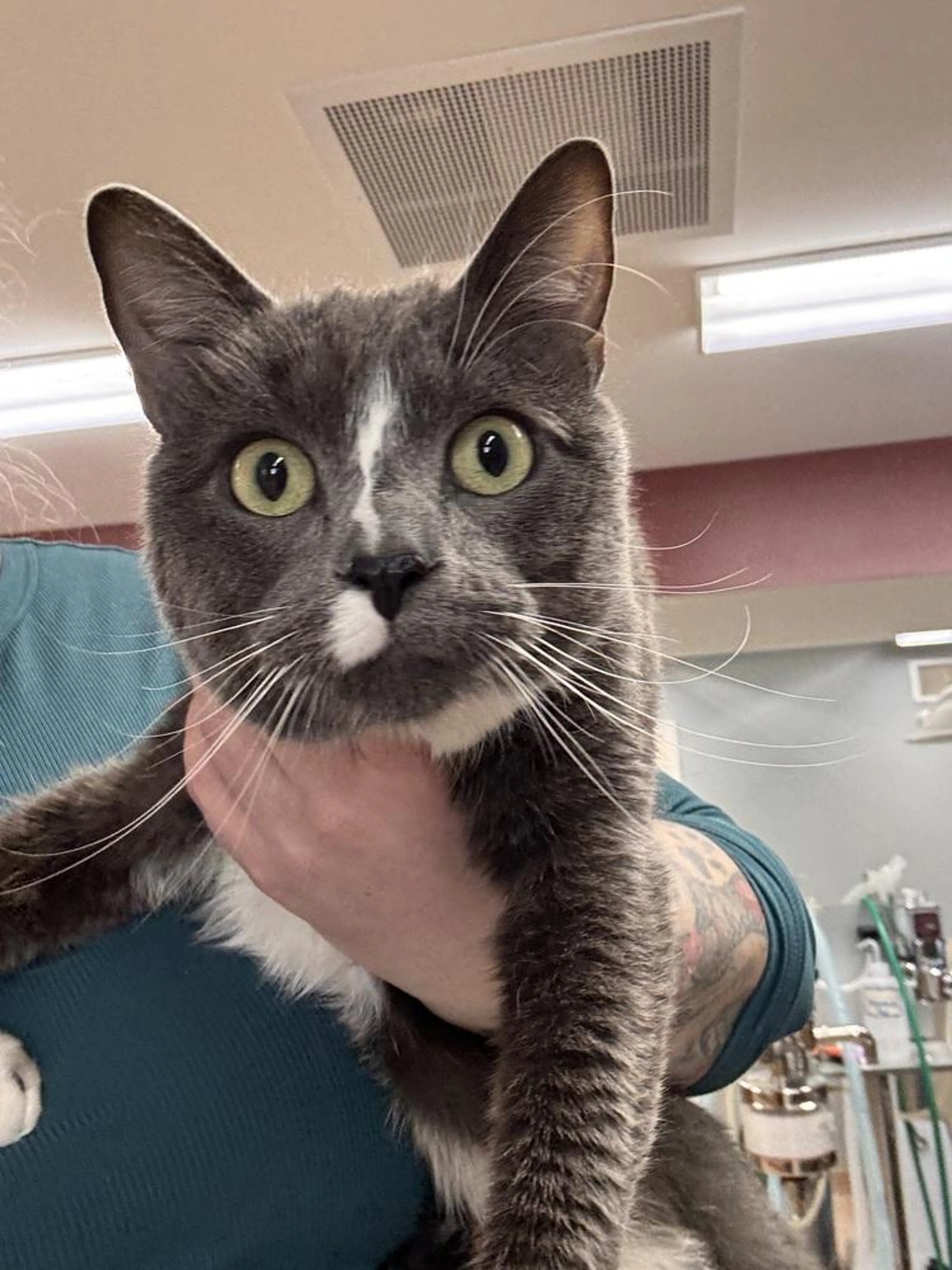 Found pet-1