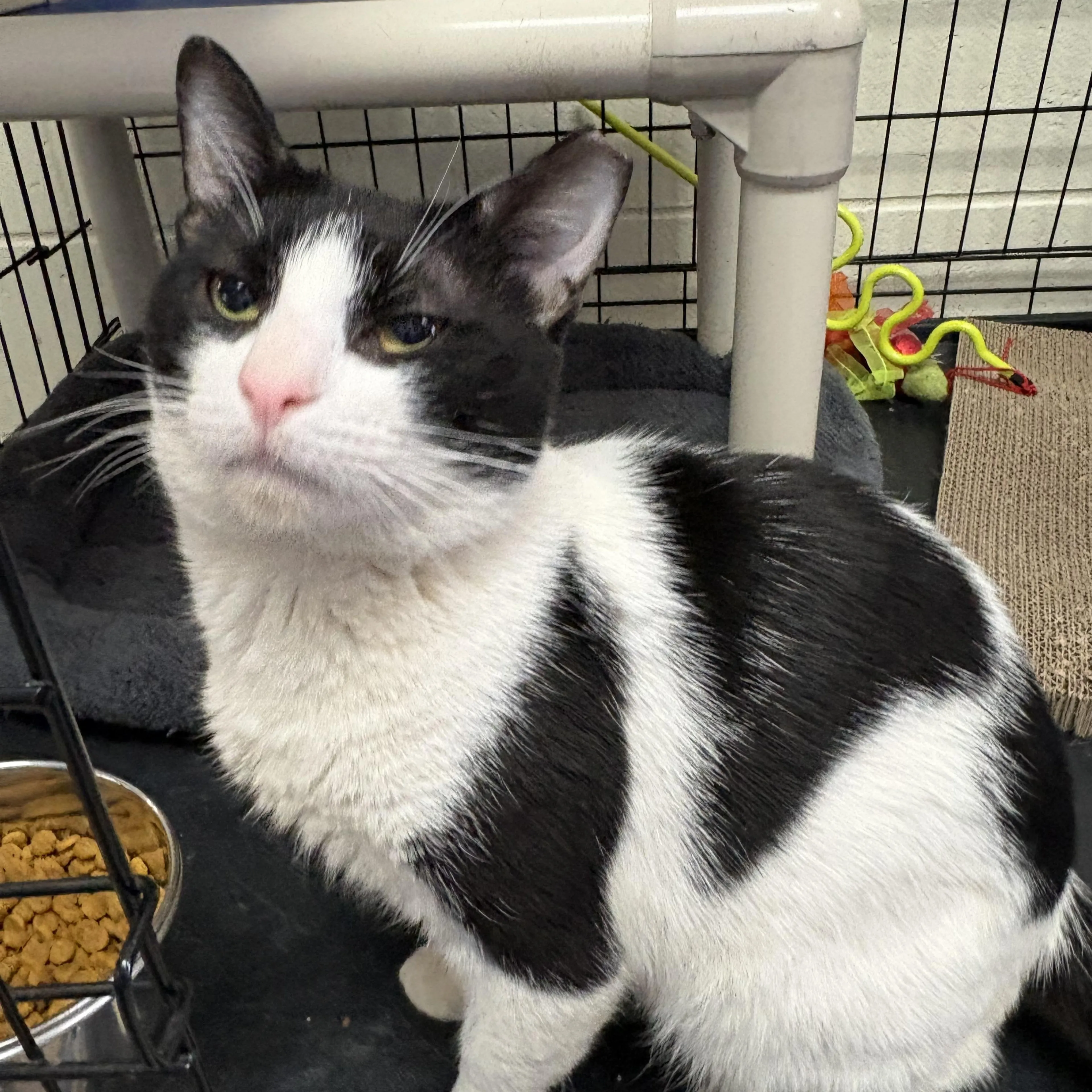 Found pet-2