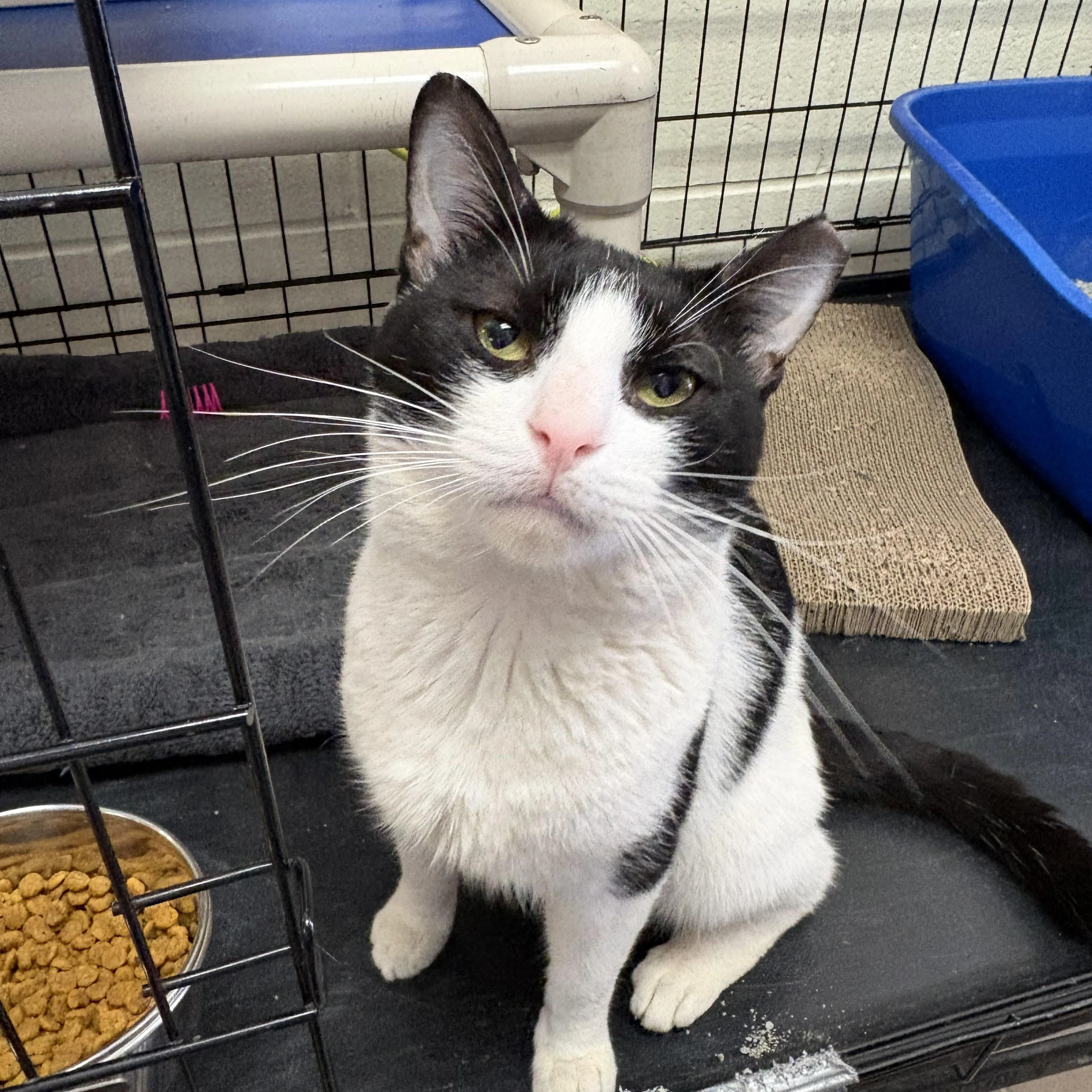 Found pet-1