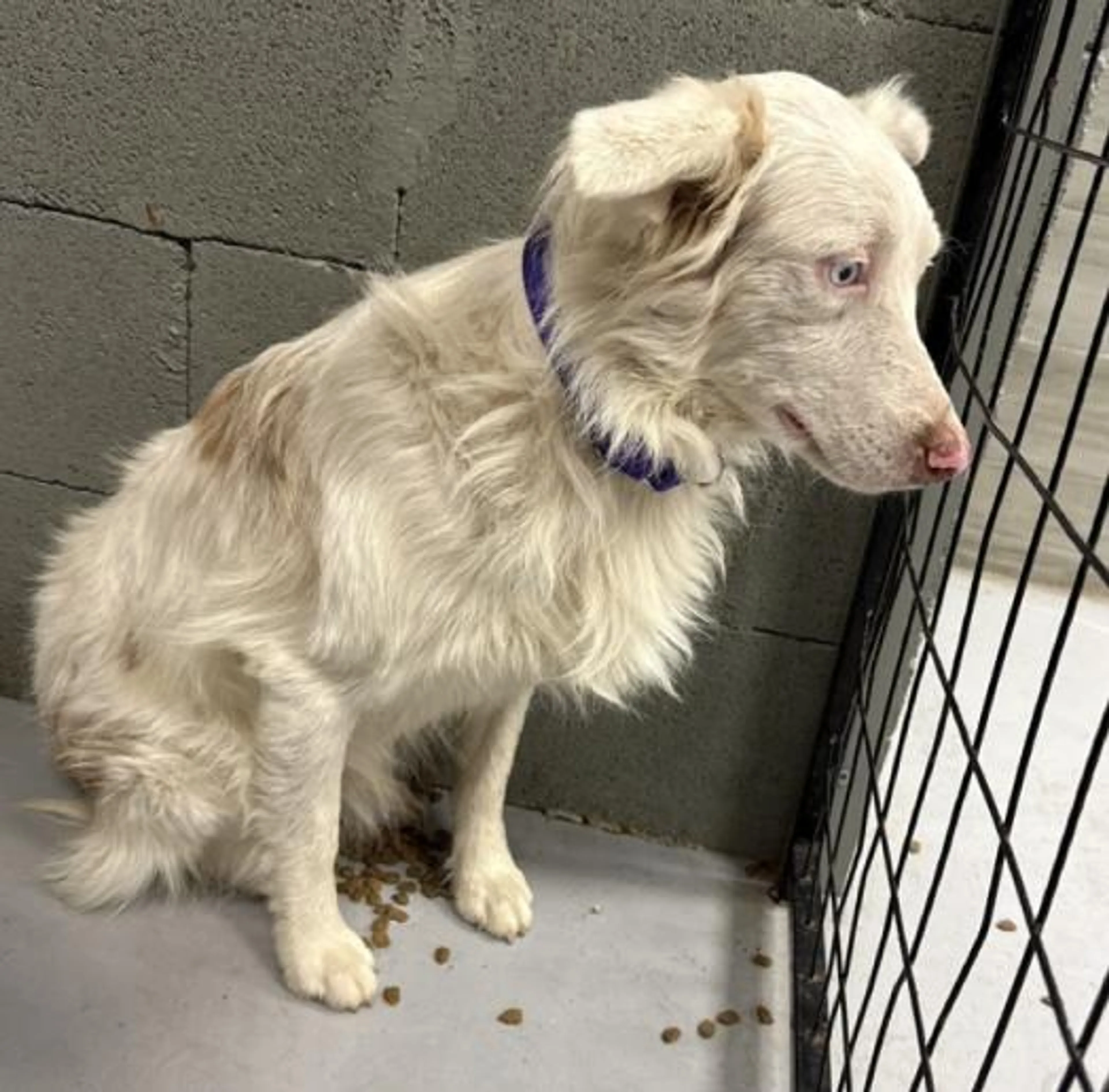 Found pet-1
