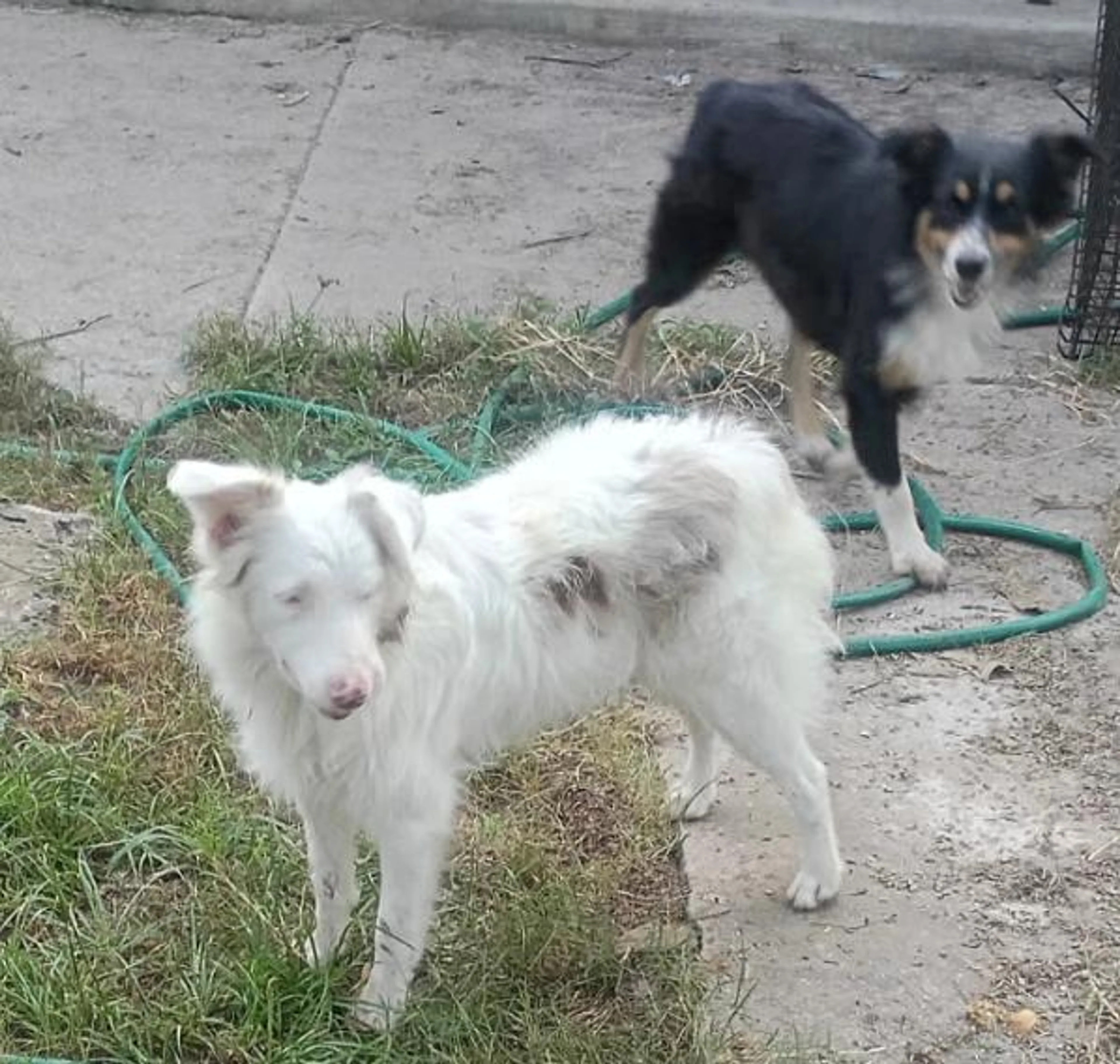 Found pet-2