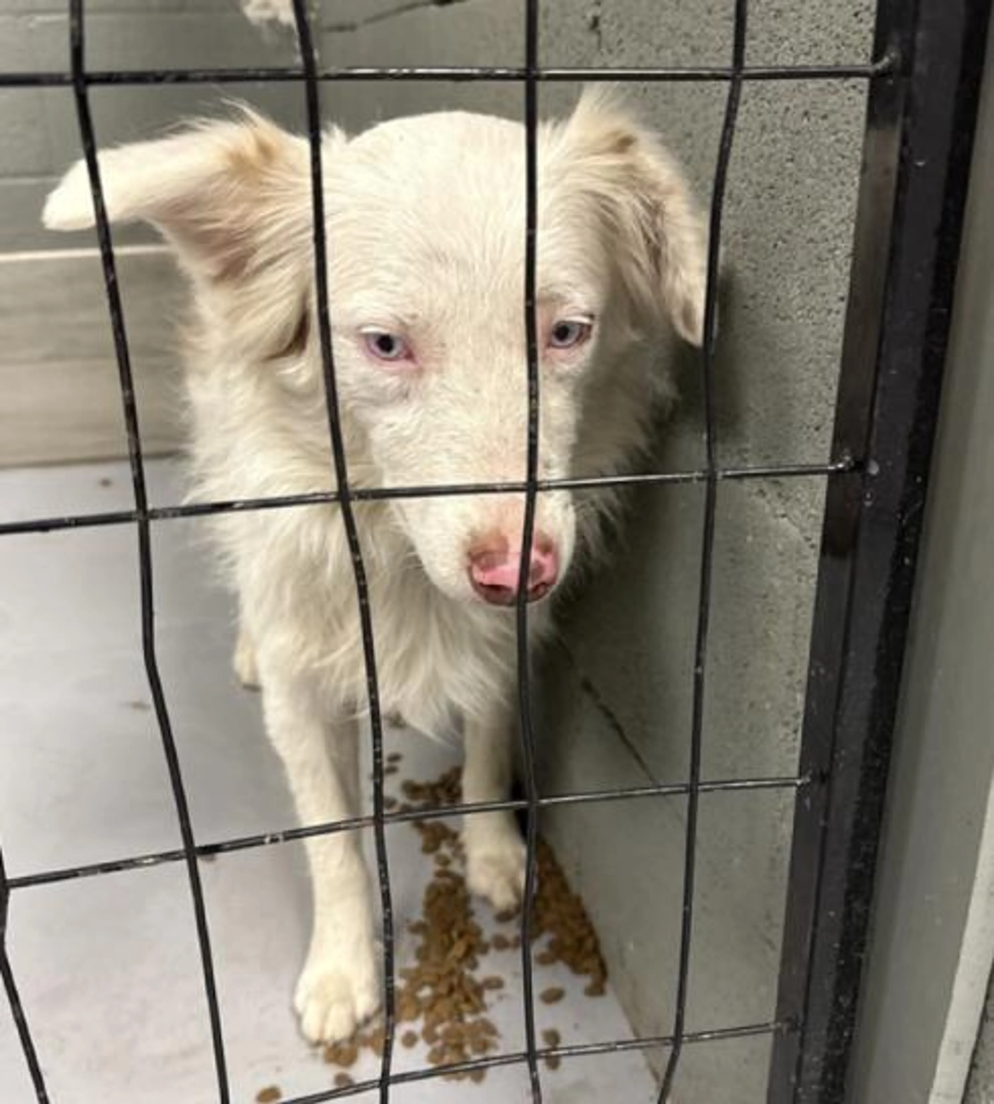 Found pet-3