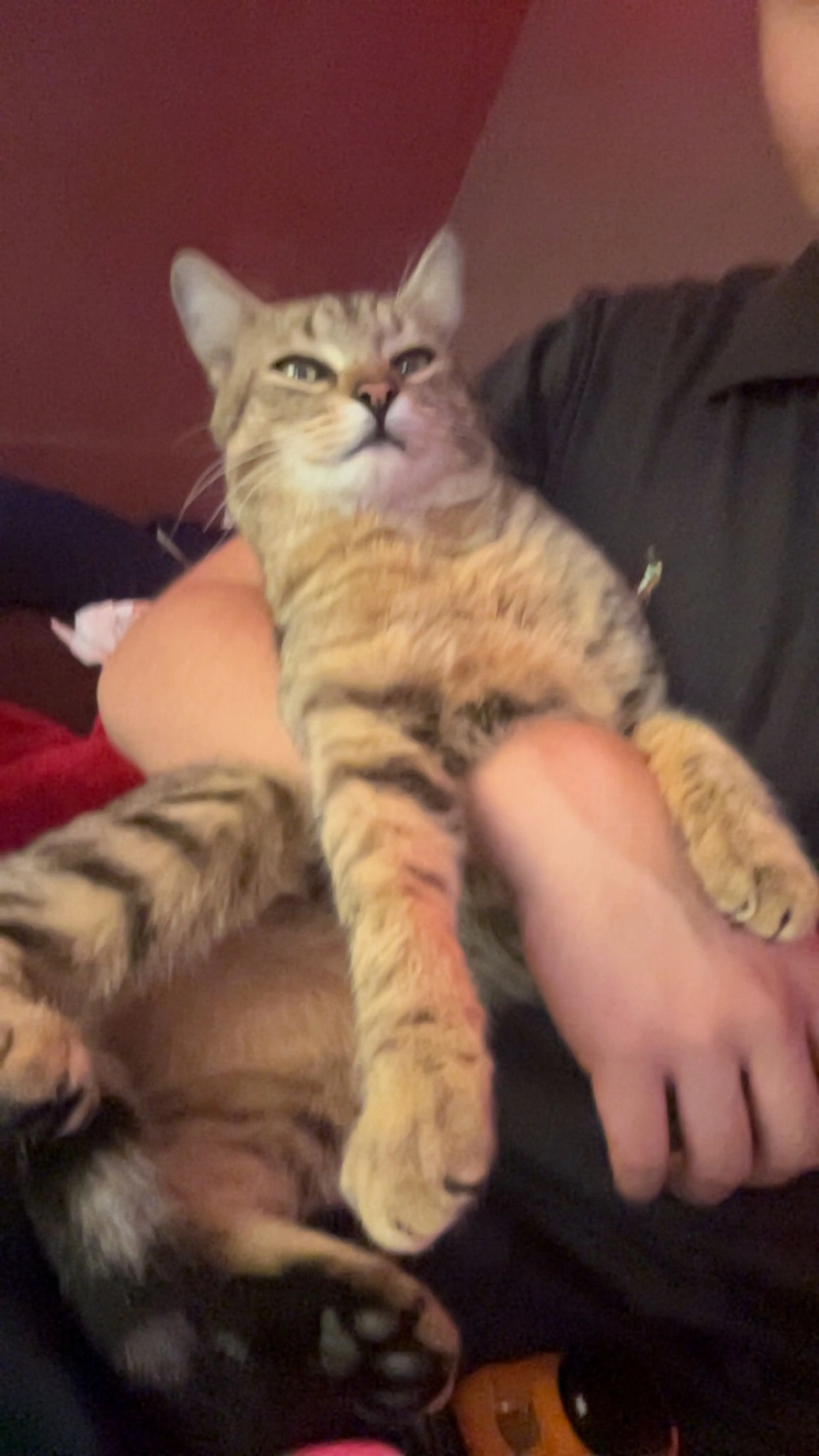 Lost pet-1