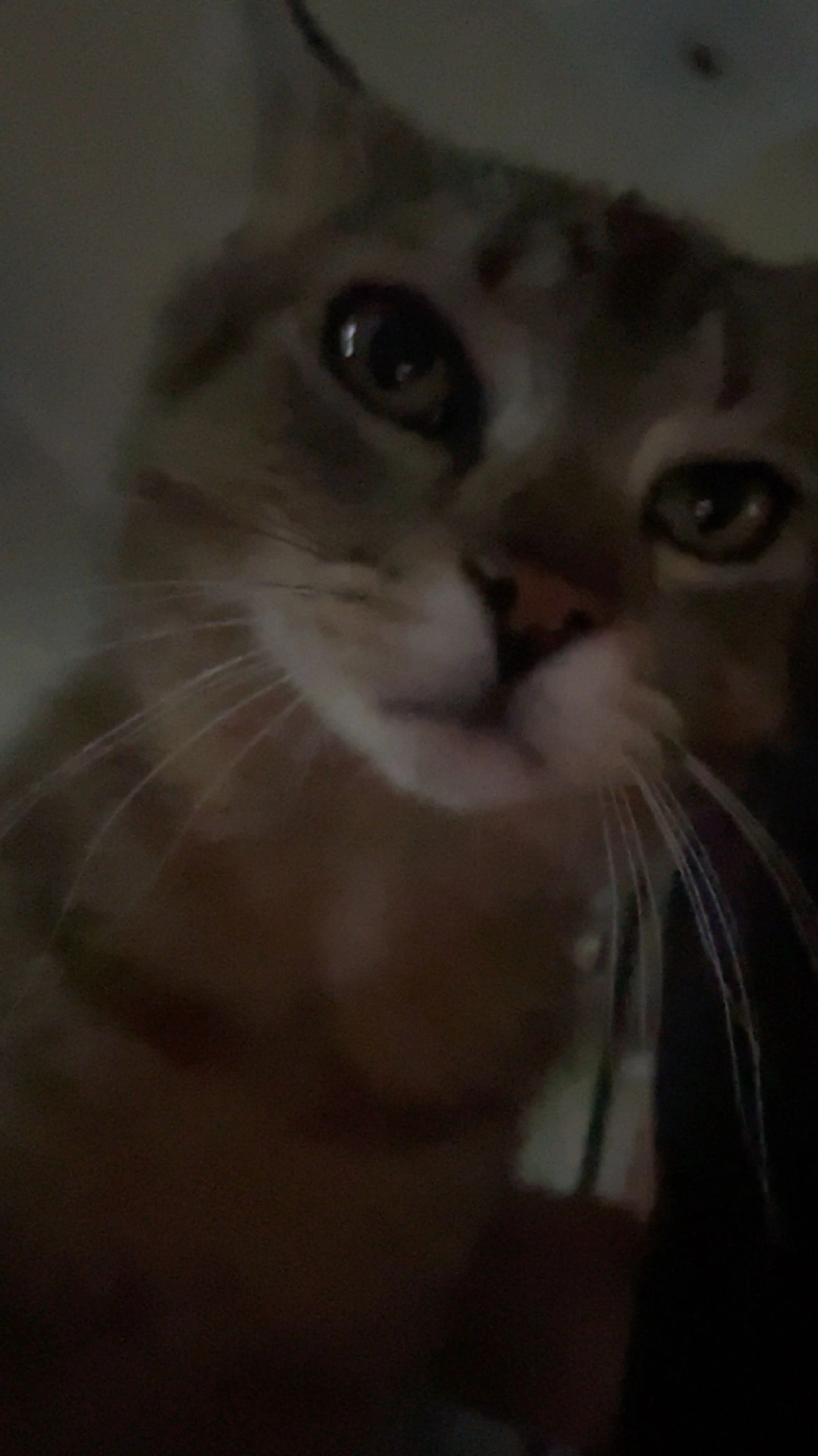 Lost pet-0