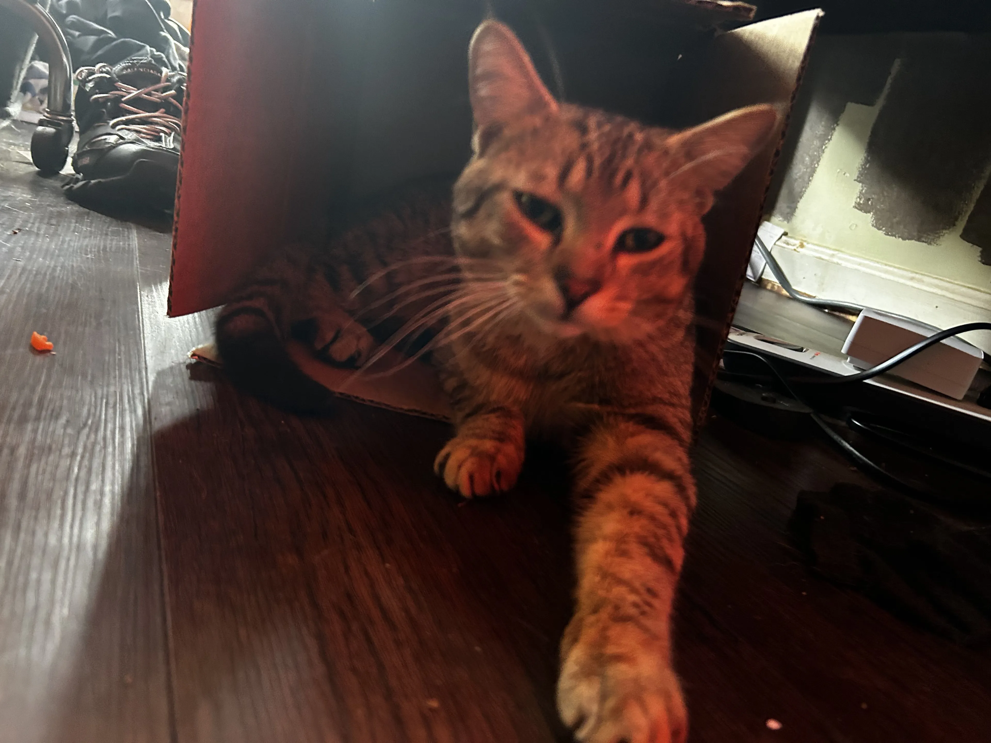 Lost pet-2