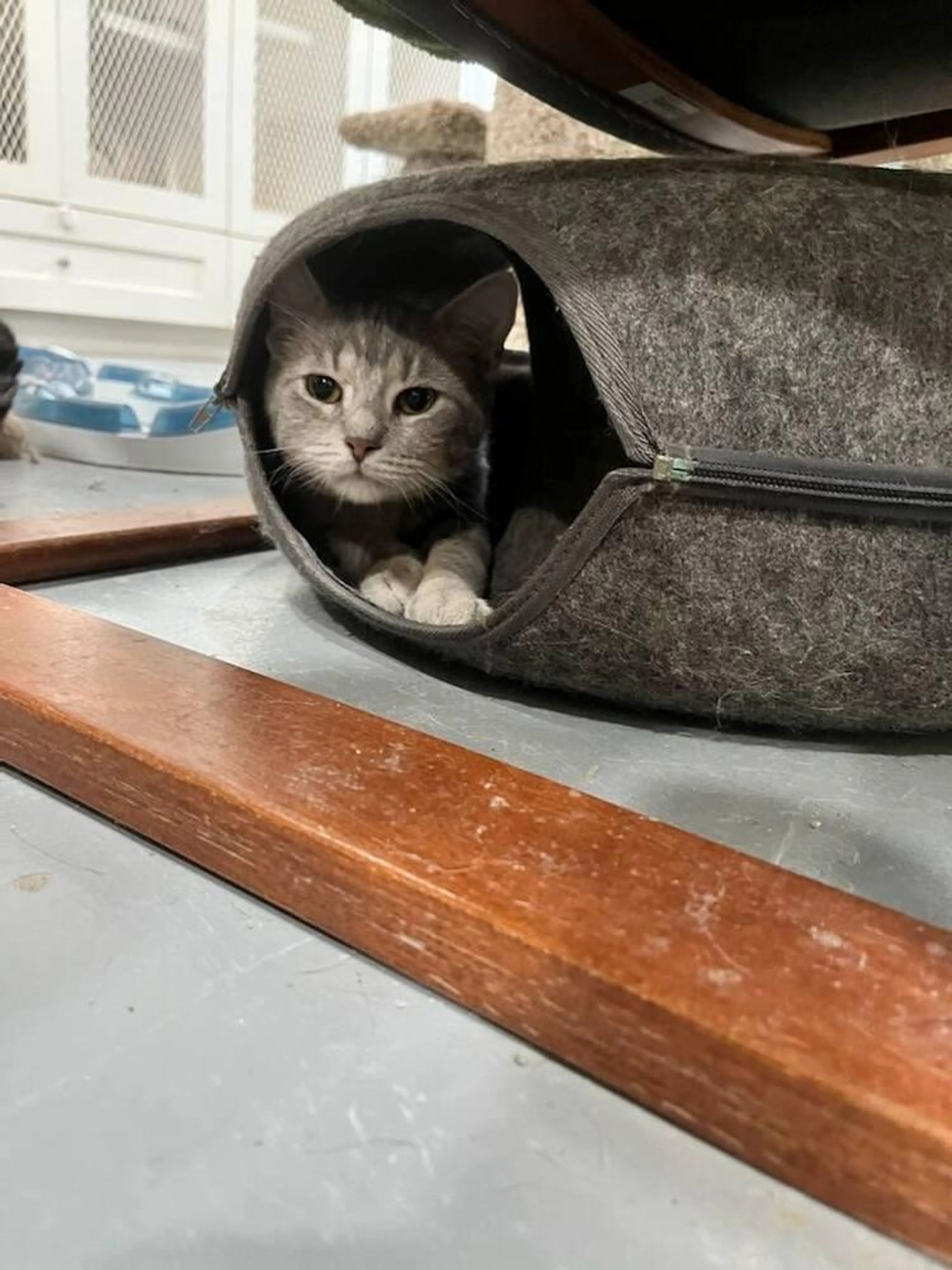 Found pet