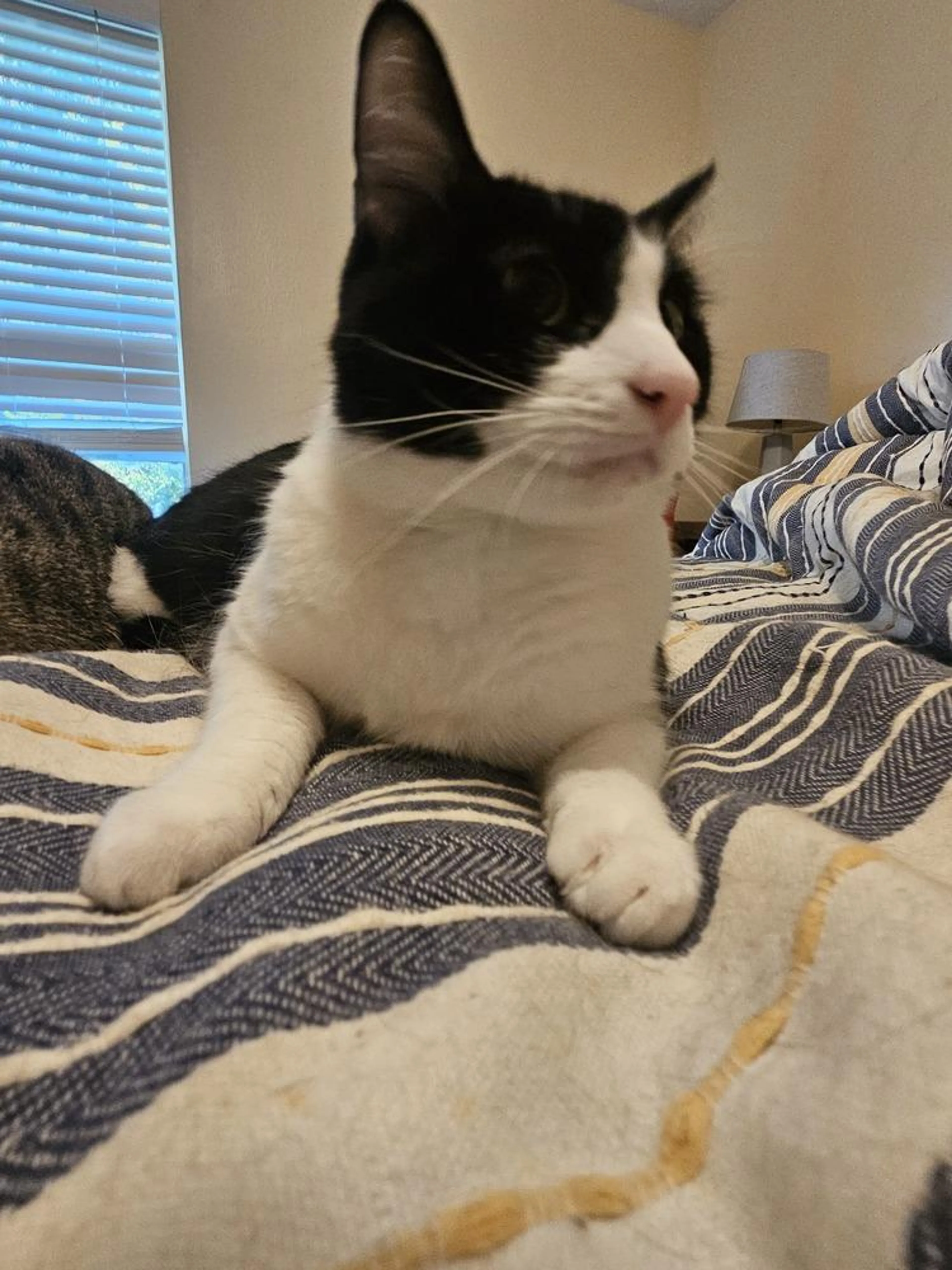 Found pet-0