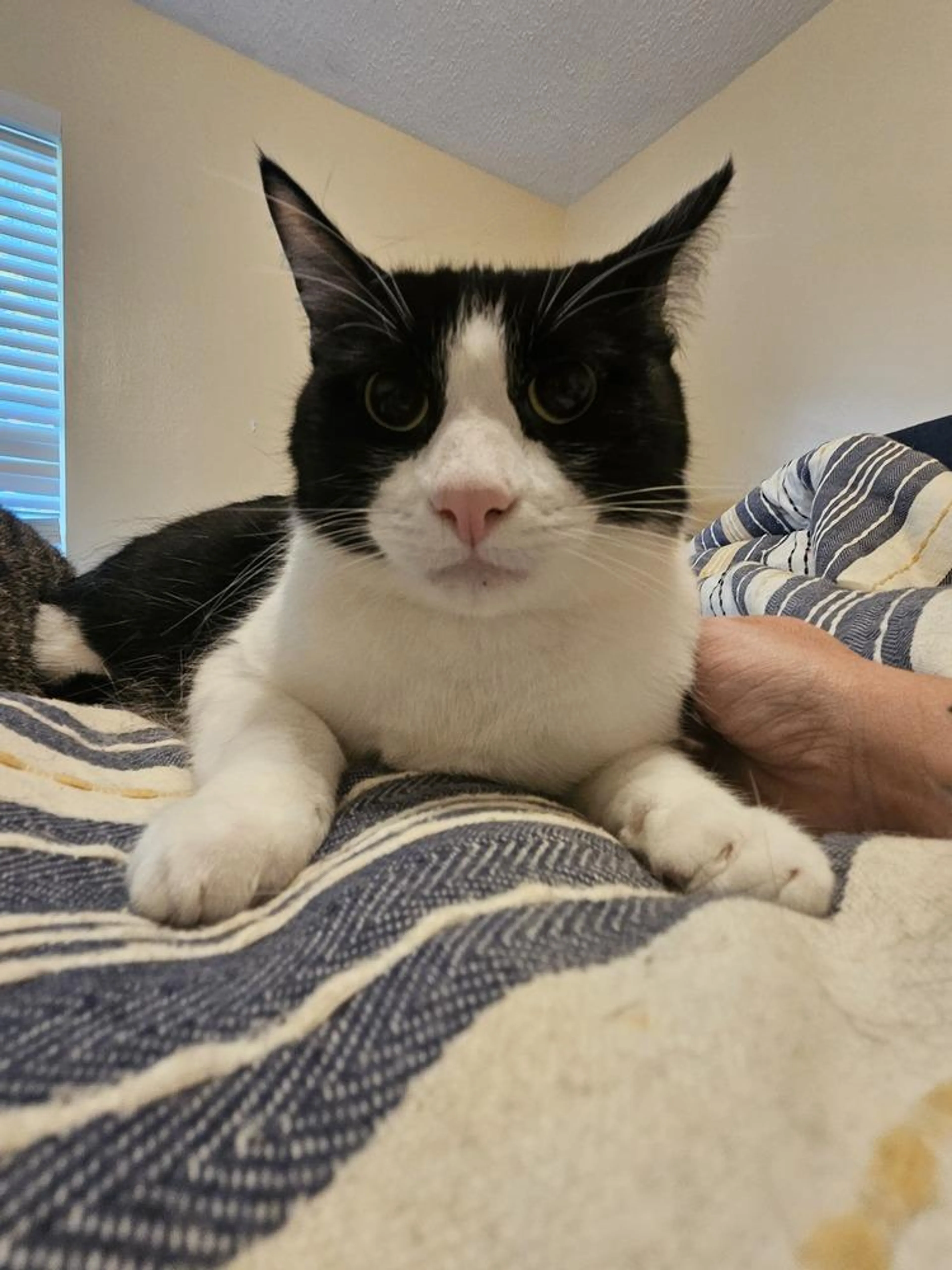 Found pet-2