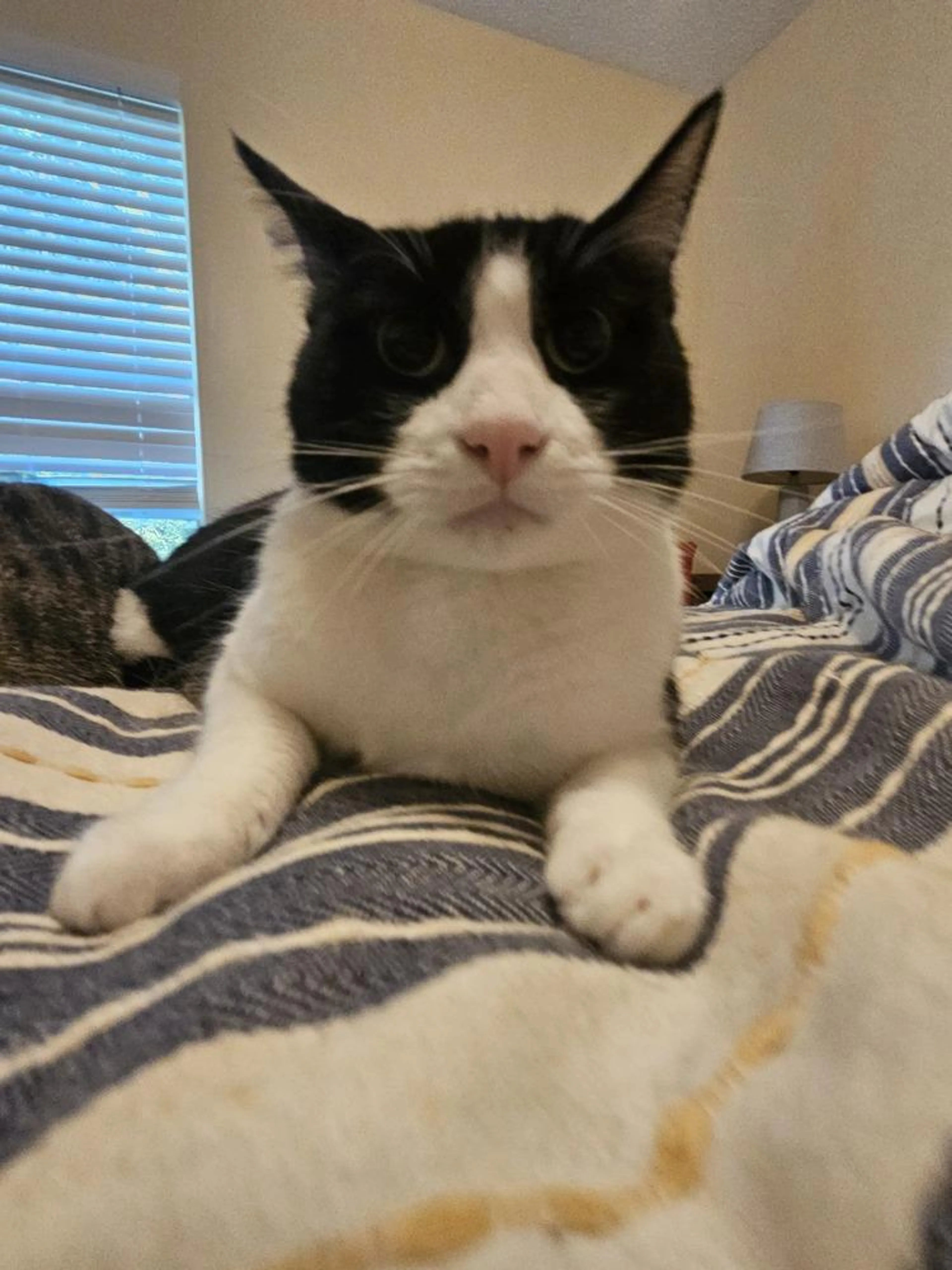 Found pet-1