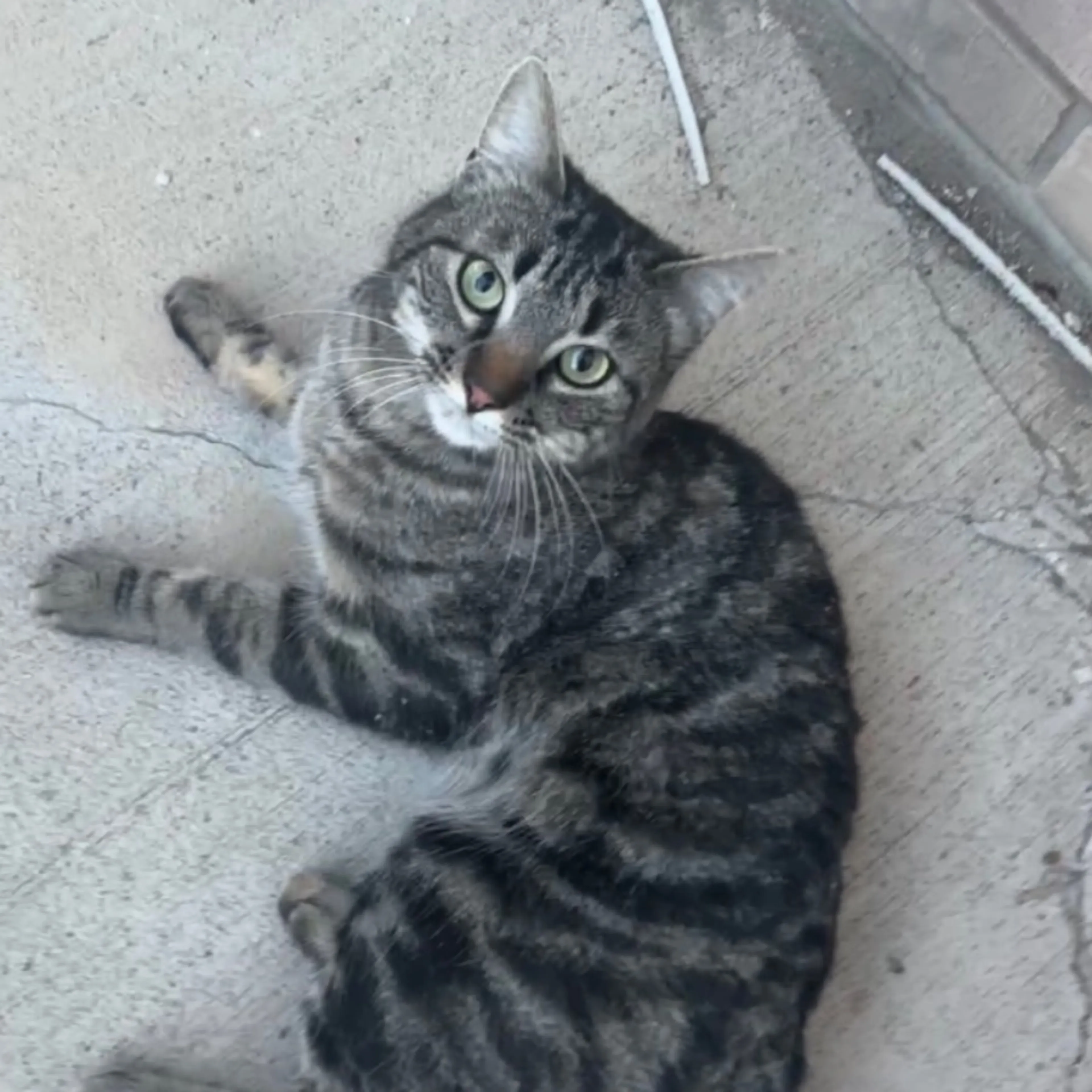 Found pet-0