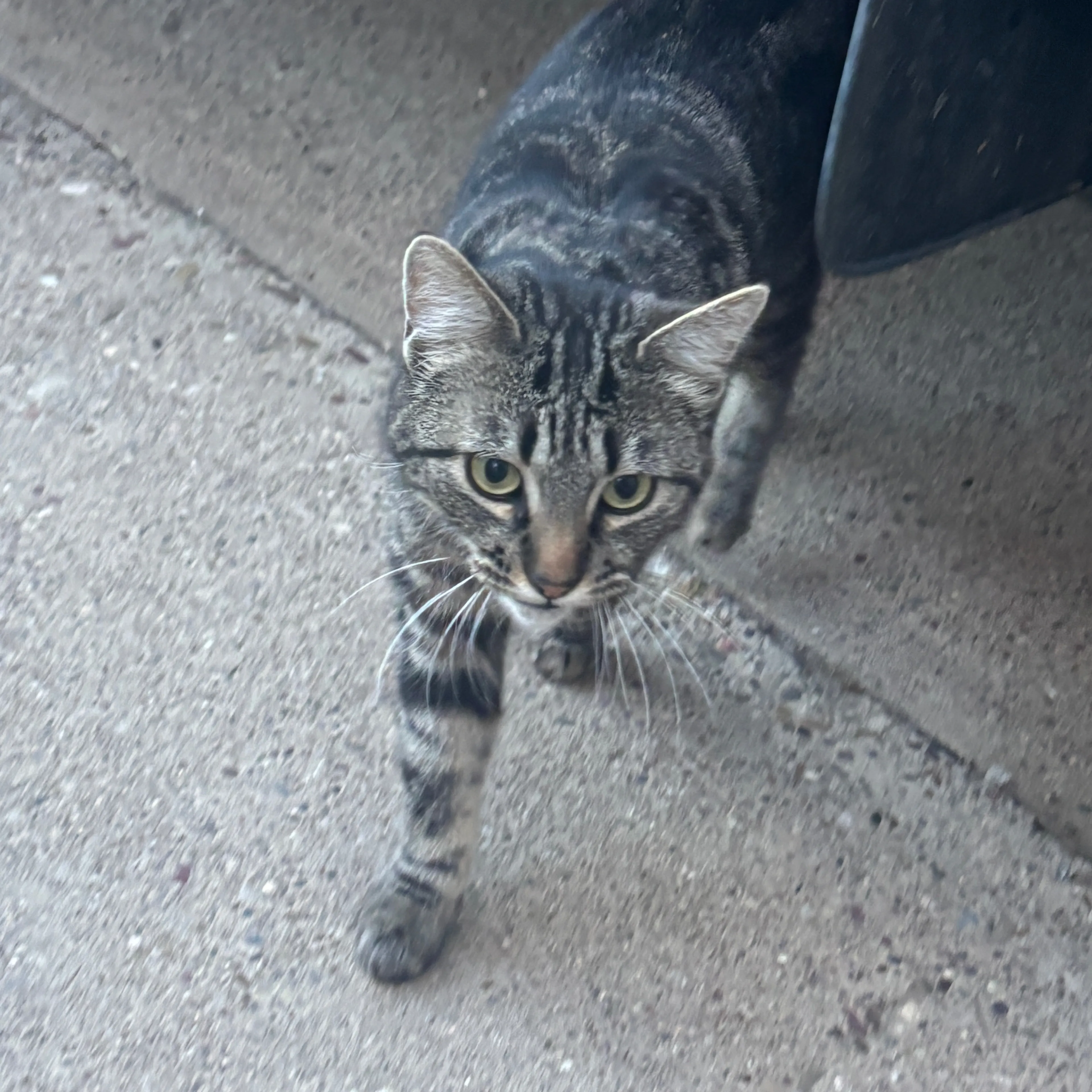 Found pet-1