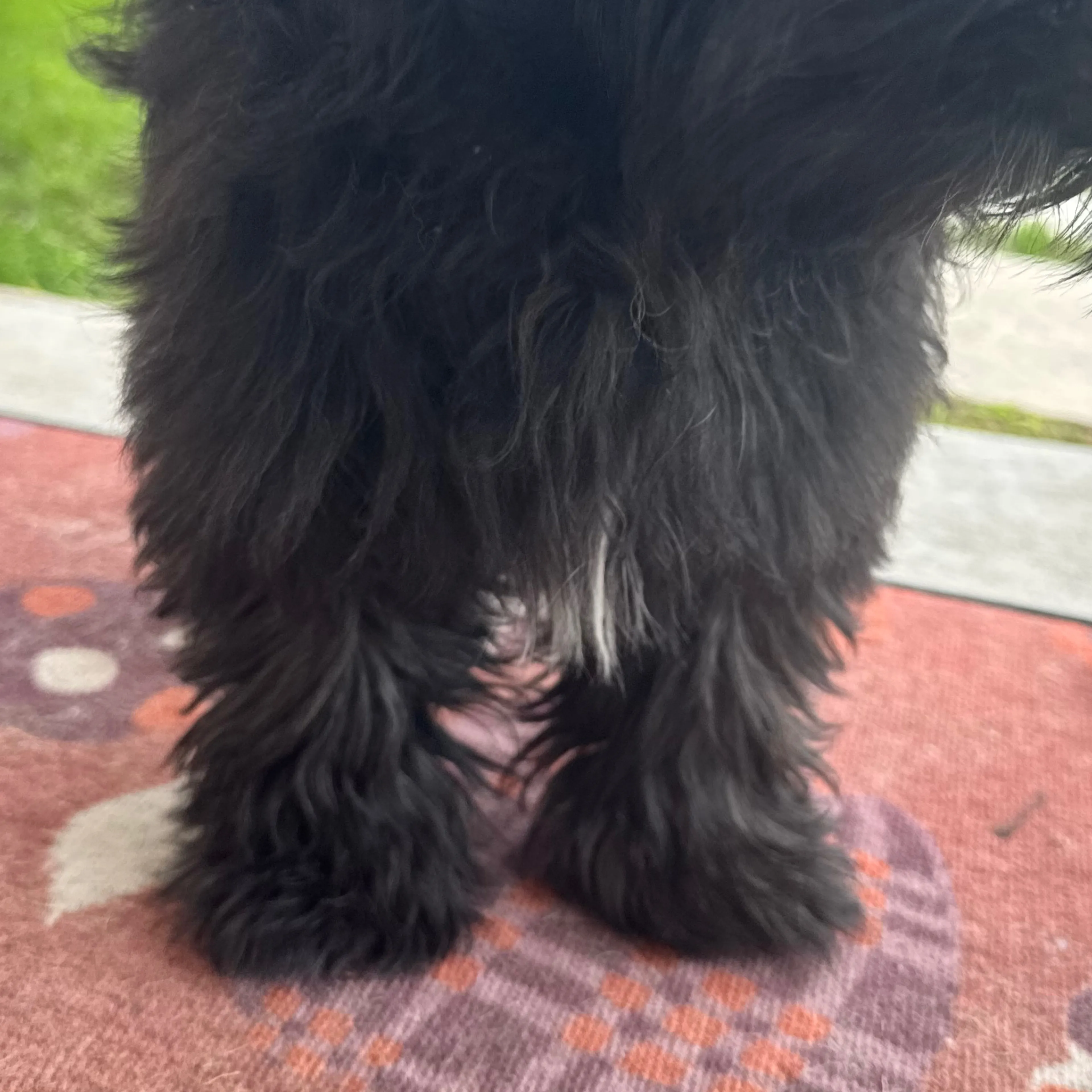 Found pet-3