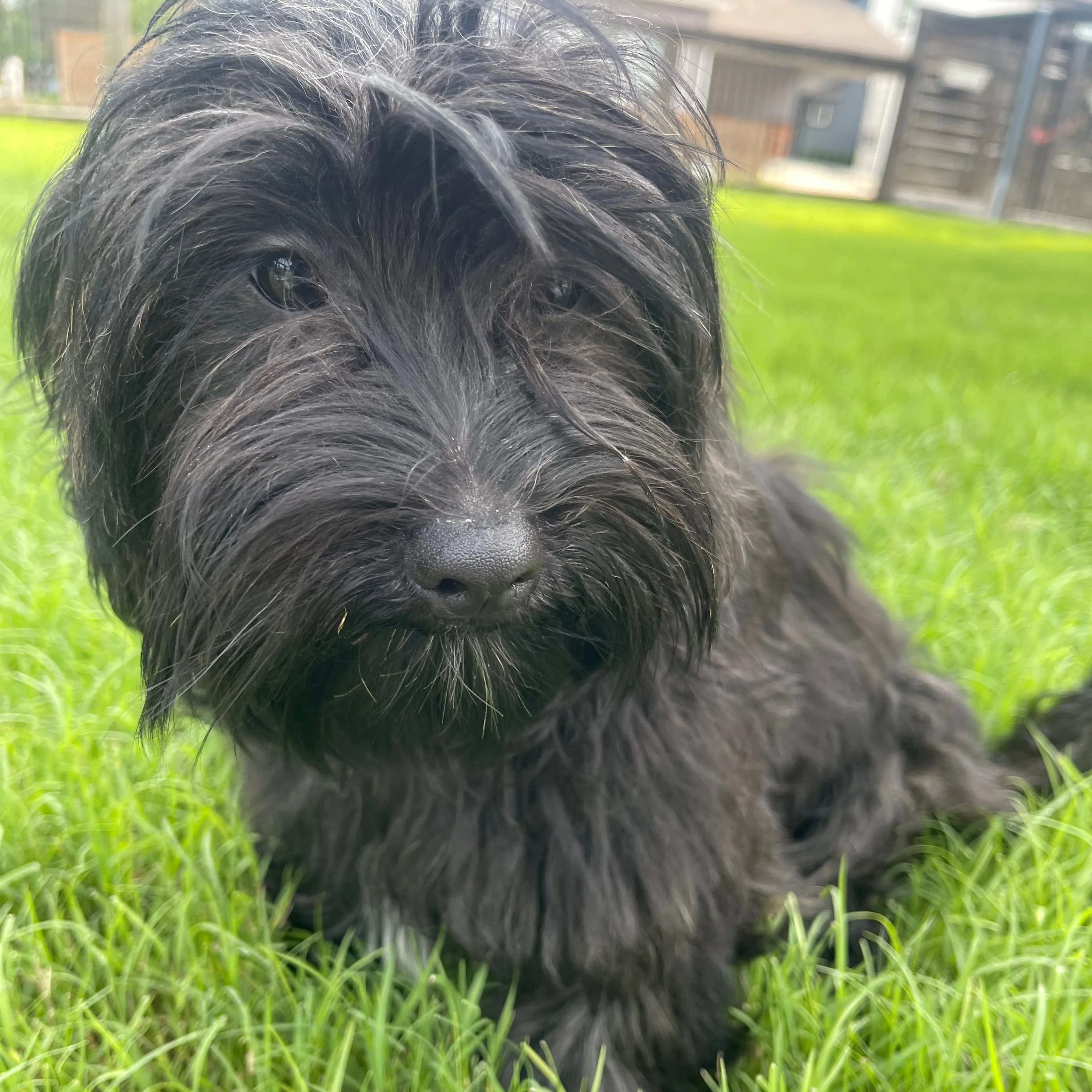 Found pet-2