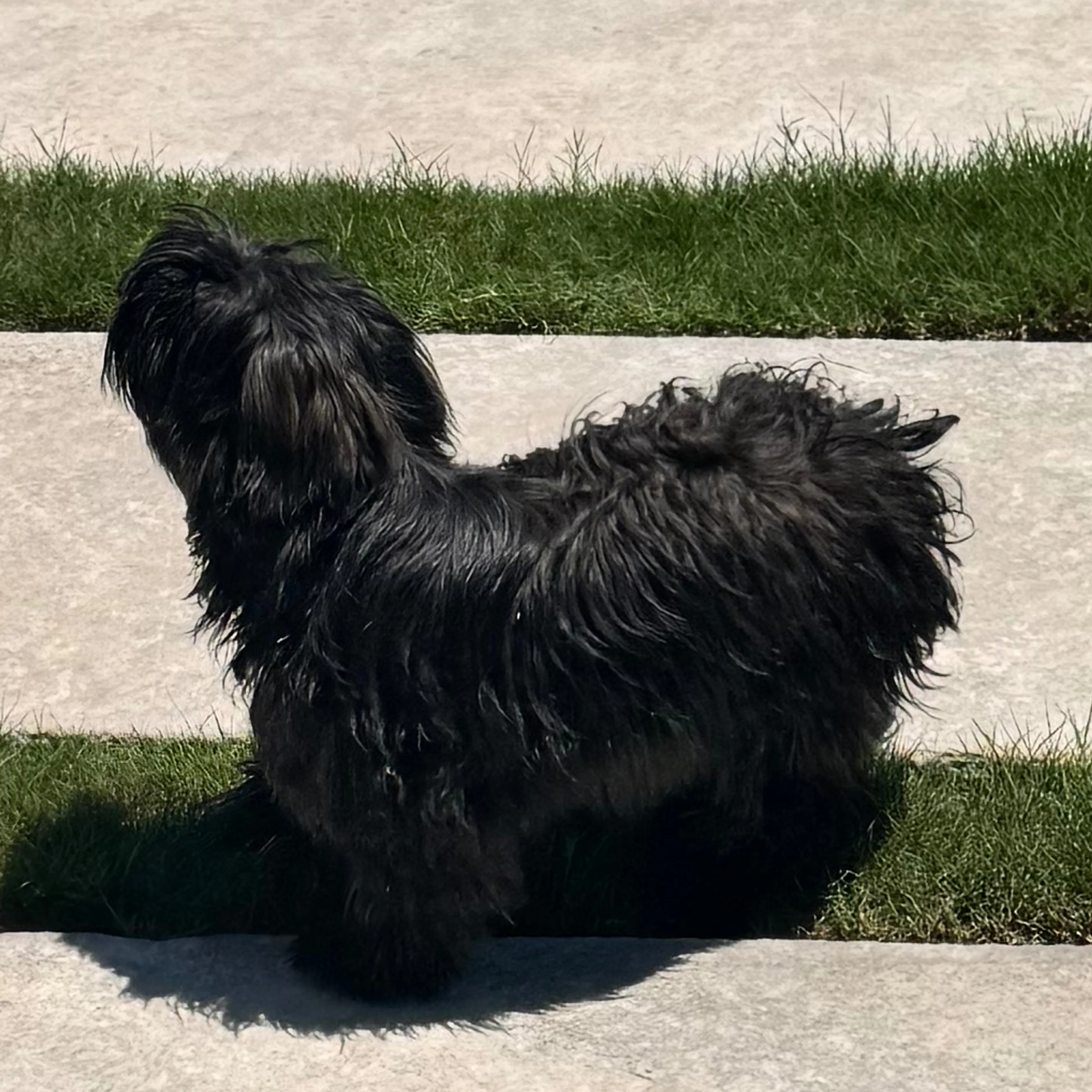 Found pet-1