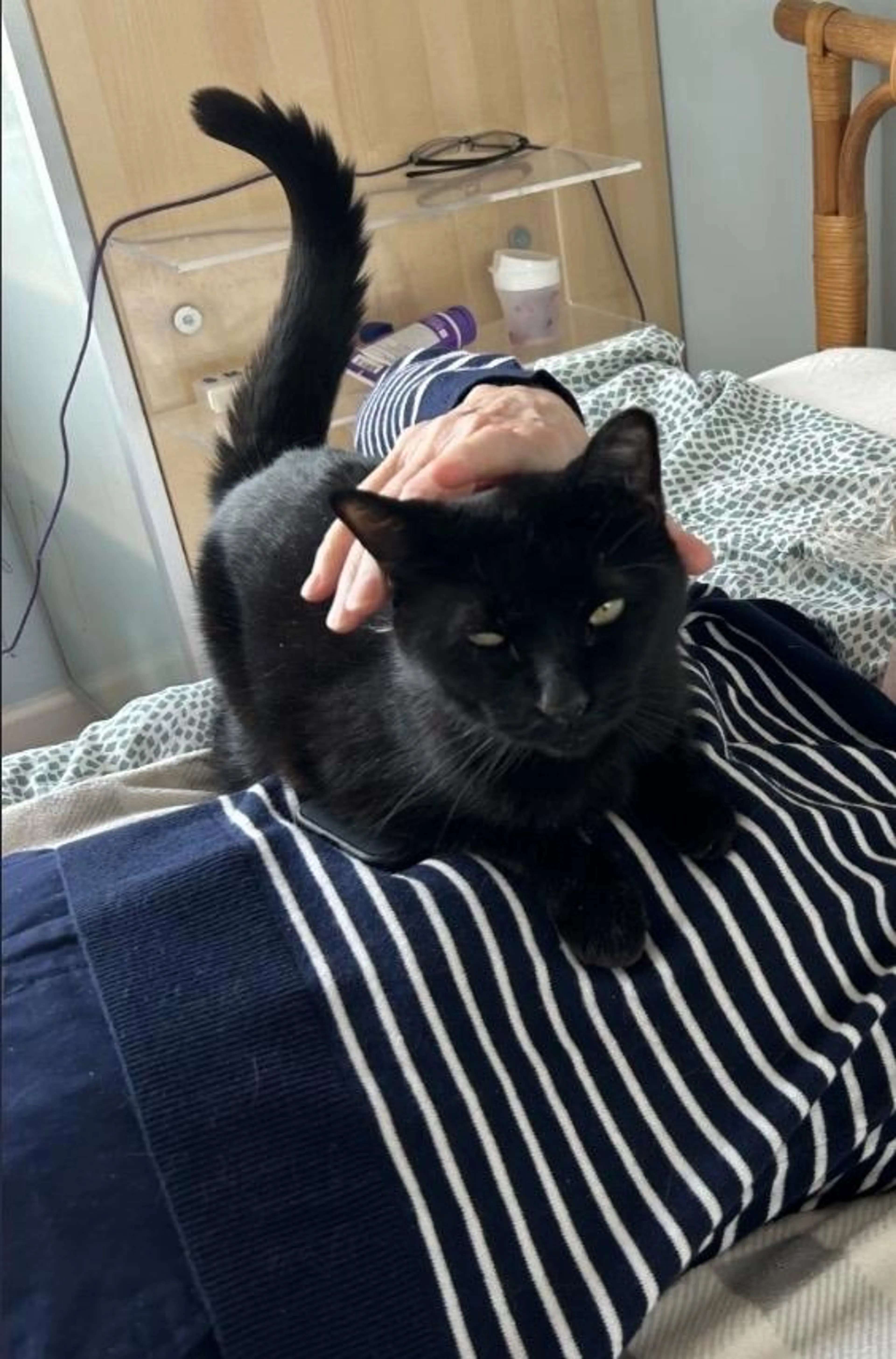Found pet-1