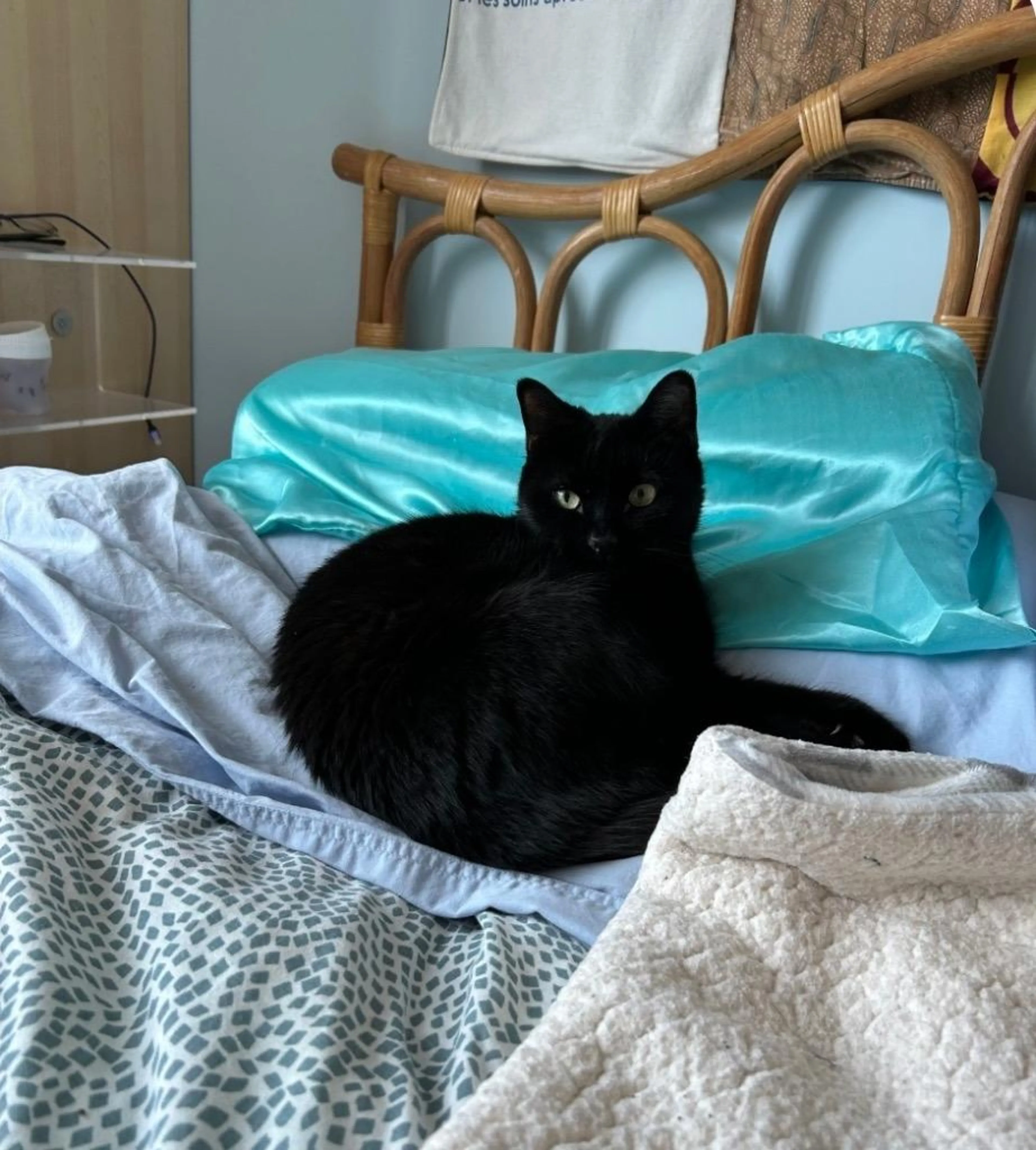 Found pet-3