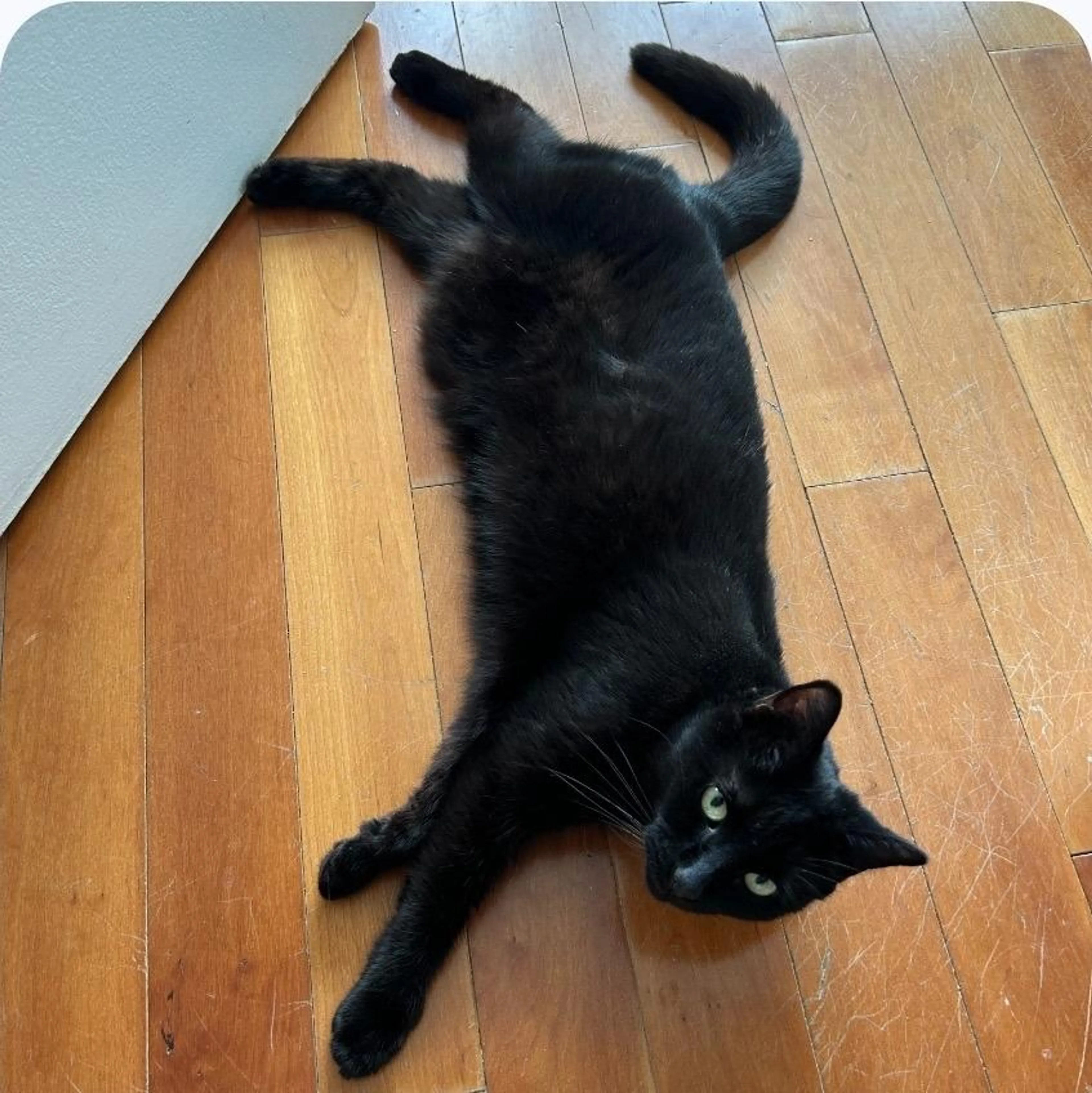 Found pet-2