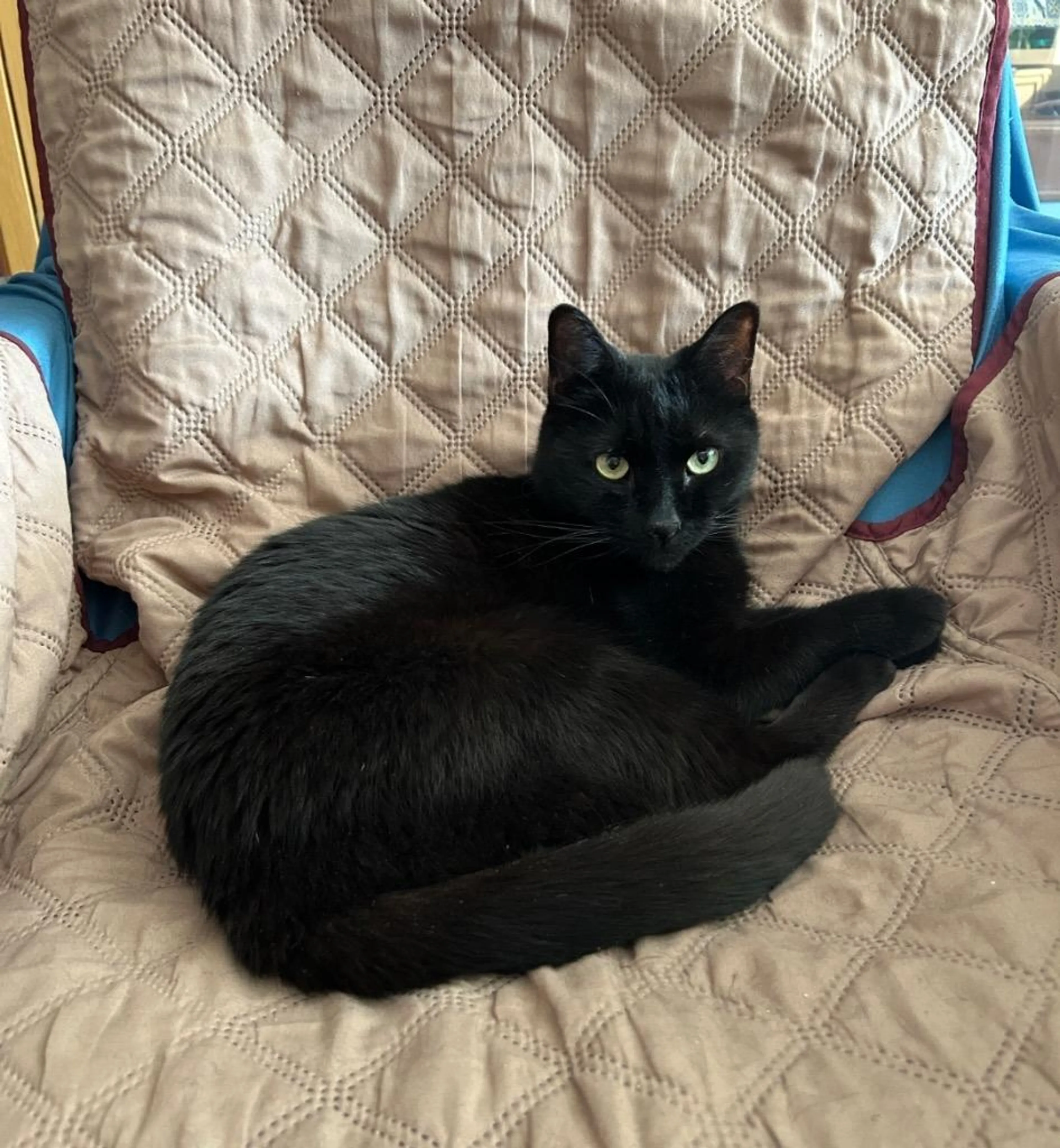 Found pet-0