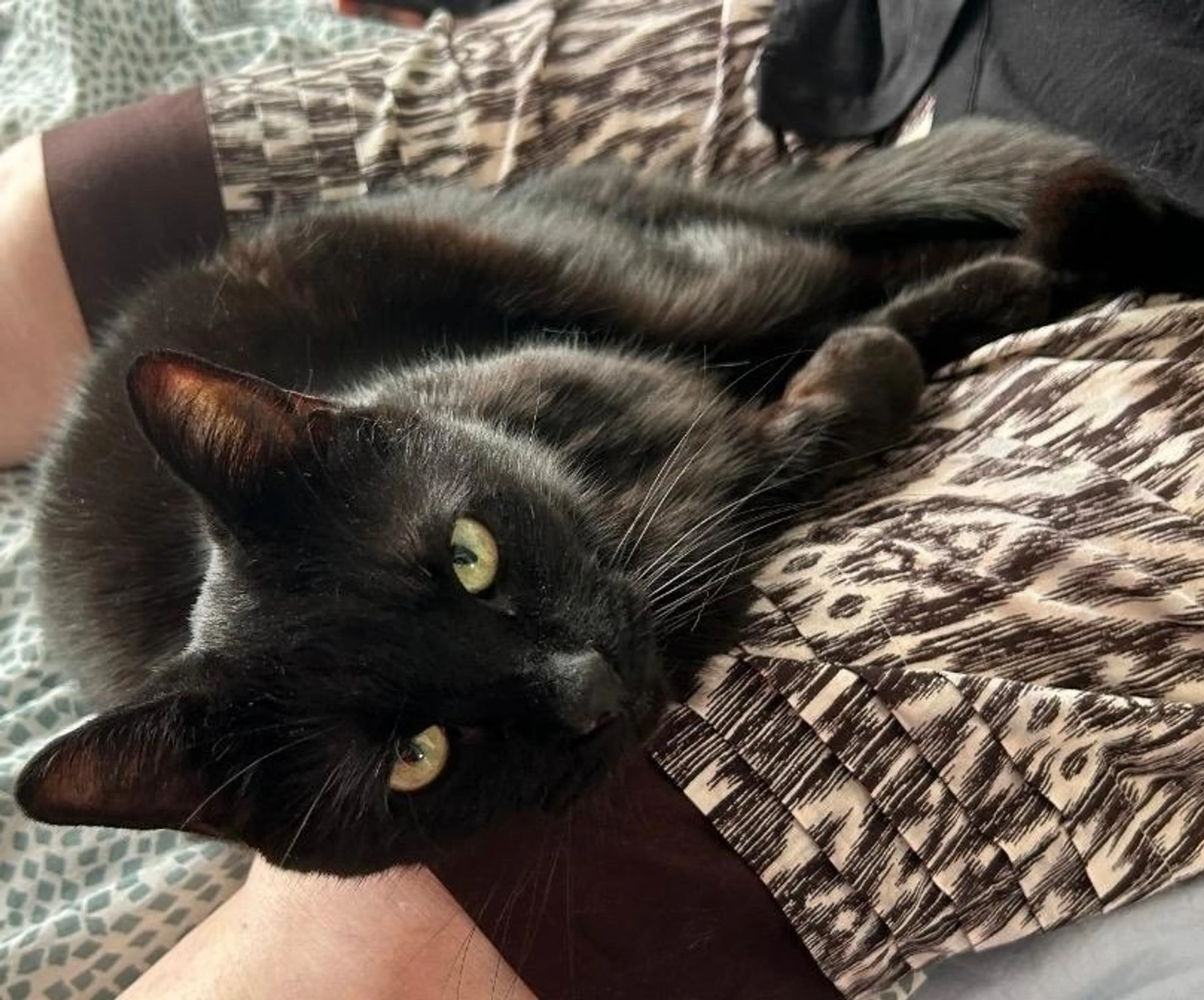 Found pet-4