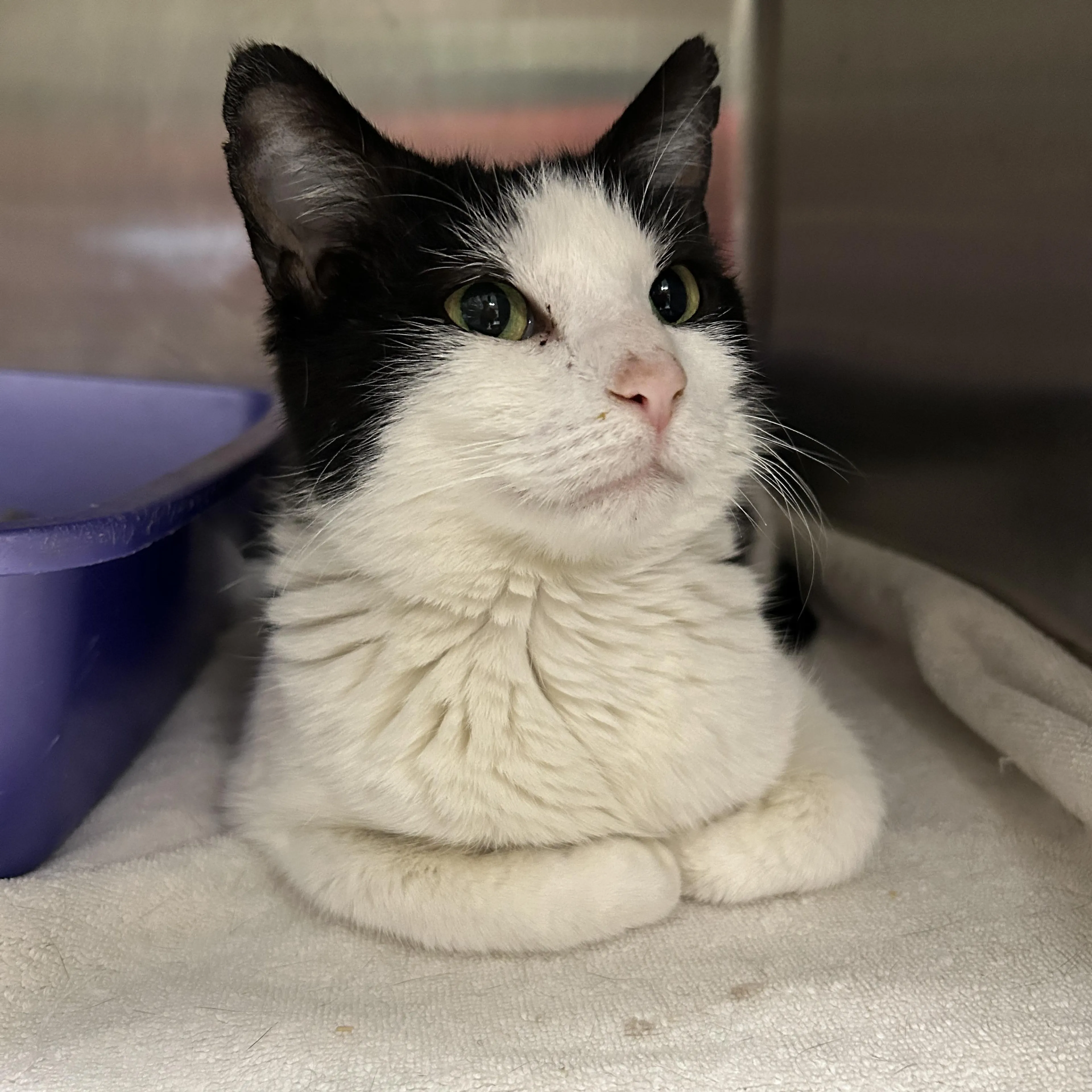 Found pet-2
